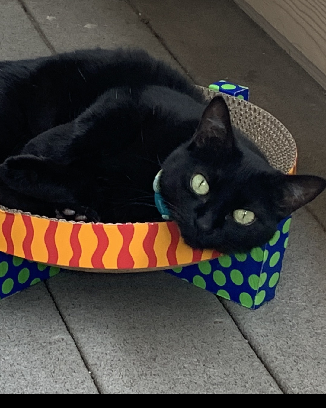 Nala the Bombay — Cat, Black Cat