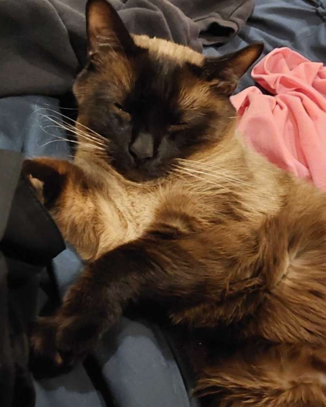 stub tail Stella🙃😎 (twin of Luna) the Siamese. Cat, Siamese
