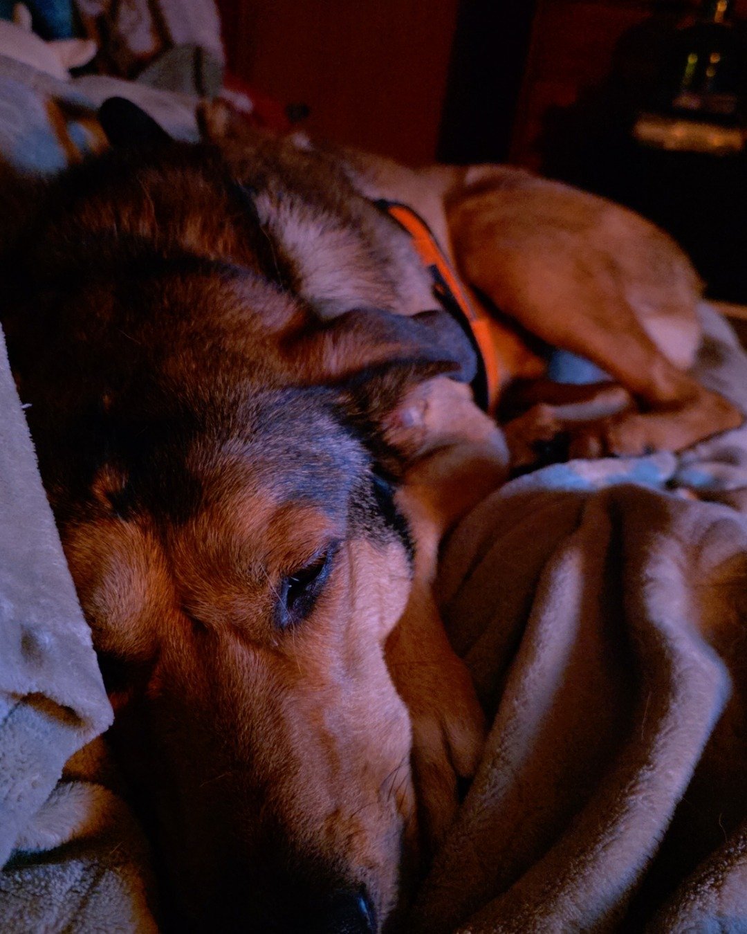 Bosco Stix the Super Mutt. Dog, Hound, Puppy, Blanket, Person, Sleeping