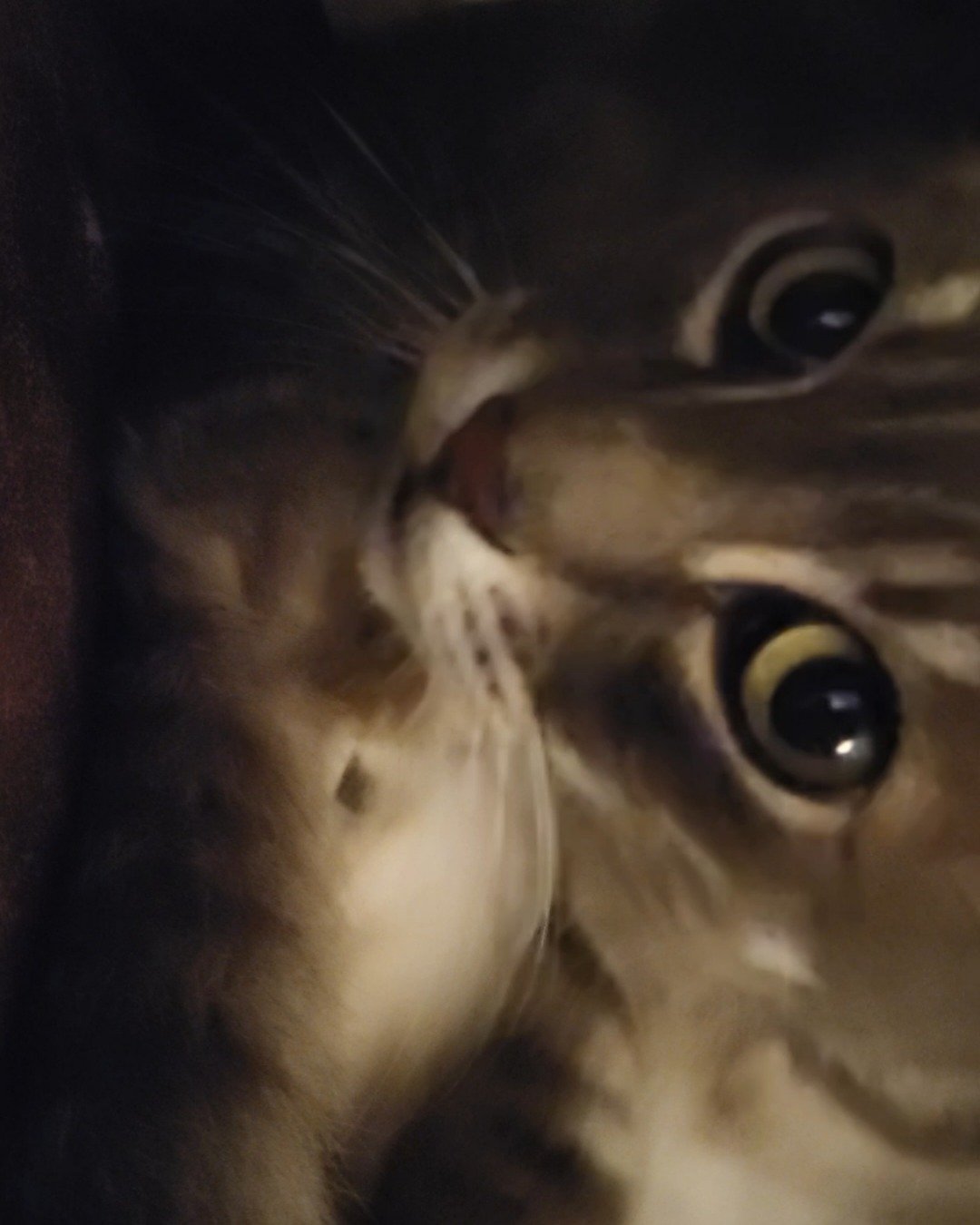 Jack the Tabby. Cat, Kitten