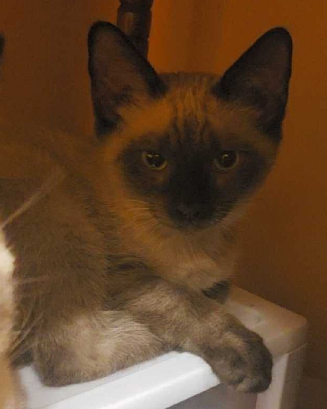 stub tail Stella🙃😎 (twin of Luna) the Siamese. Cat, Siamese