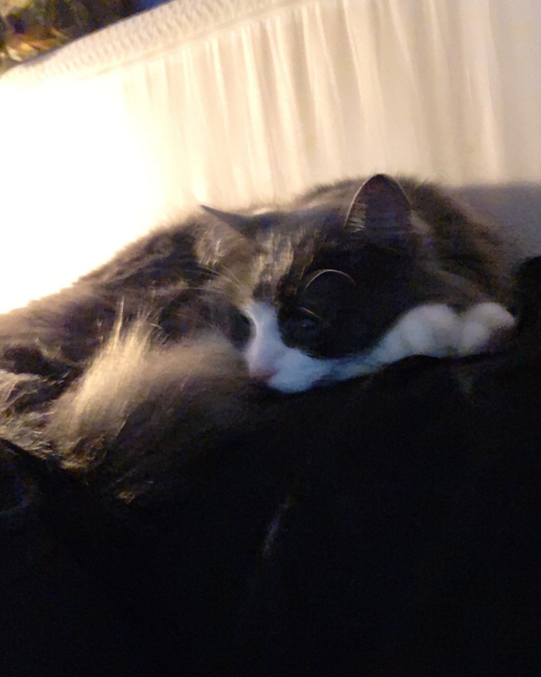 Gollum the Siamese mix. Couch, Furniture, Person, Sleeping, Cat