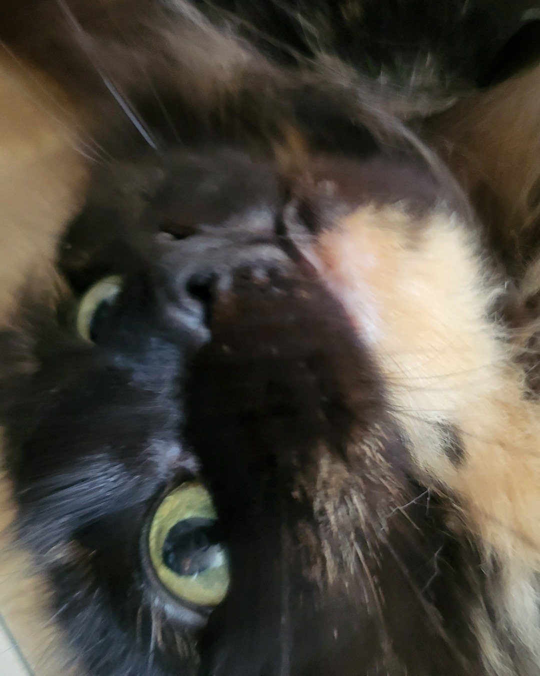 Minnie. Cat, Dog
