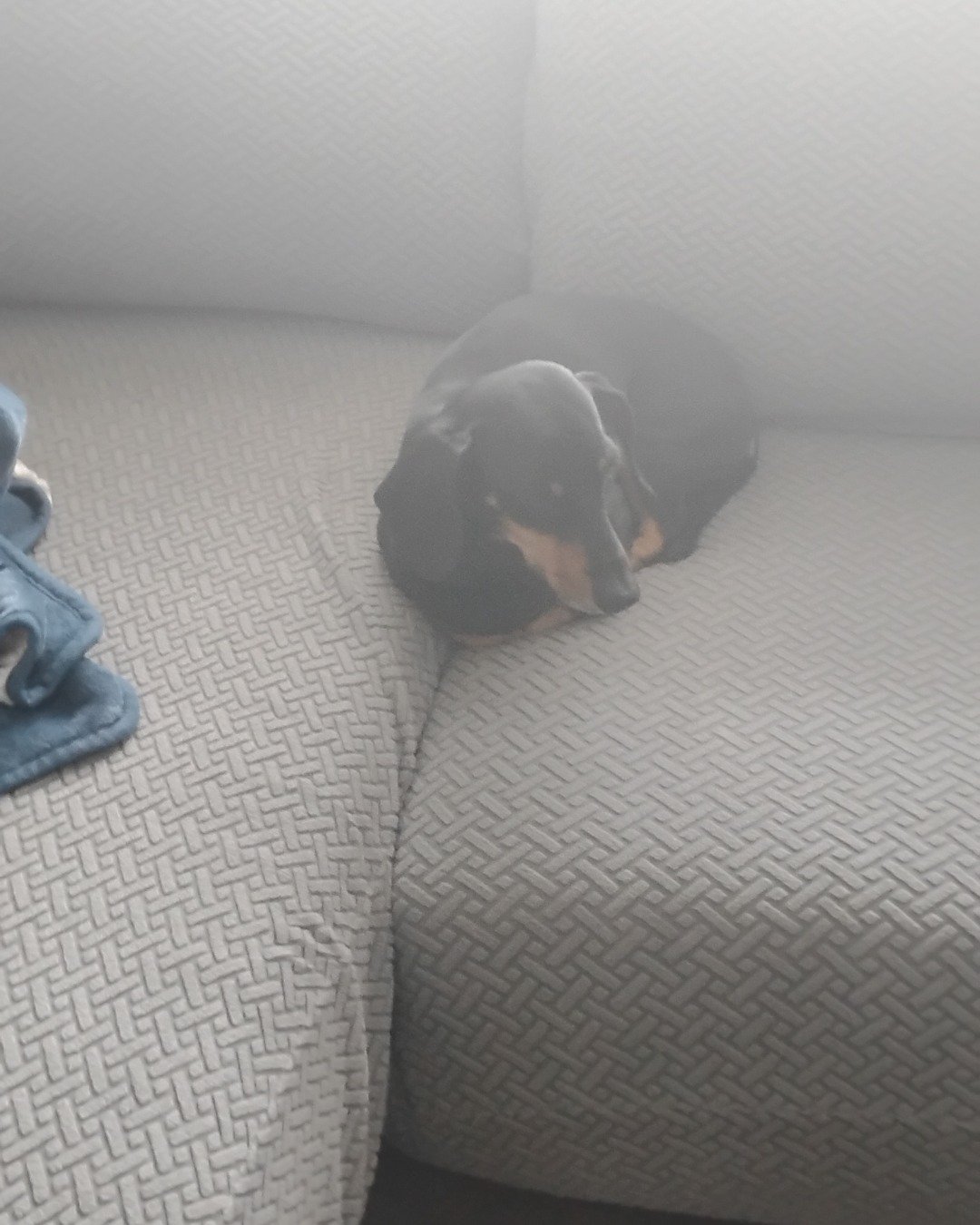 ralphie the wiener dog. Dog, Puppy, Couch, Furniture, Cushion, Home Decor