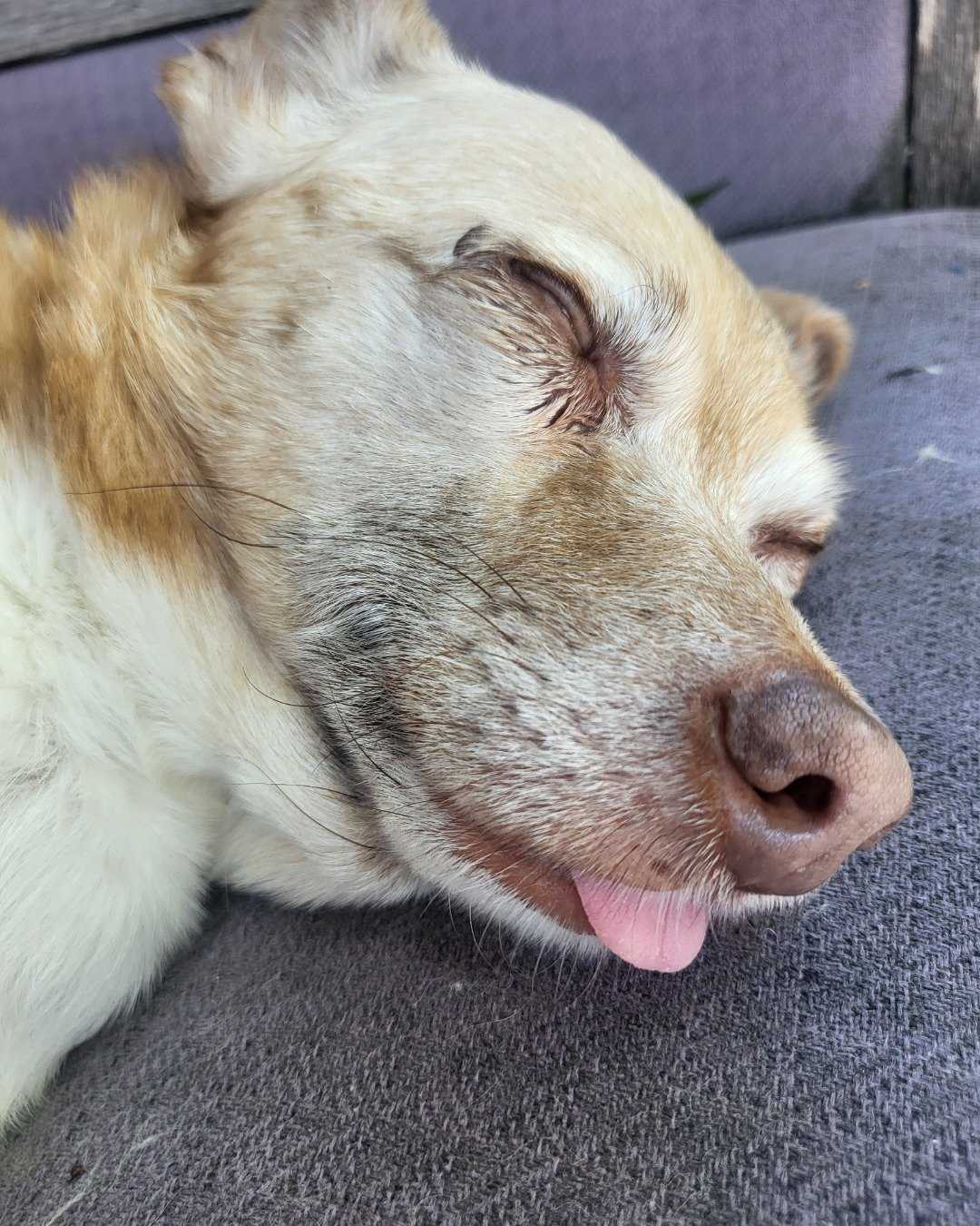 Momo the Chihuahua mix. Dog, Husky, Puppy, Body Part, Mouth, Person