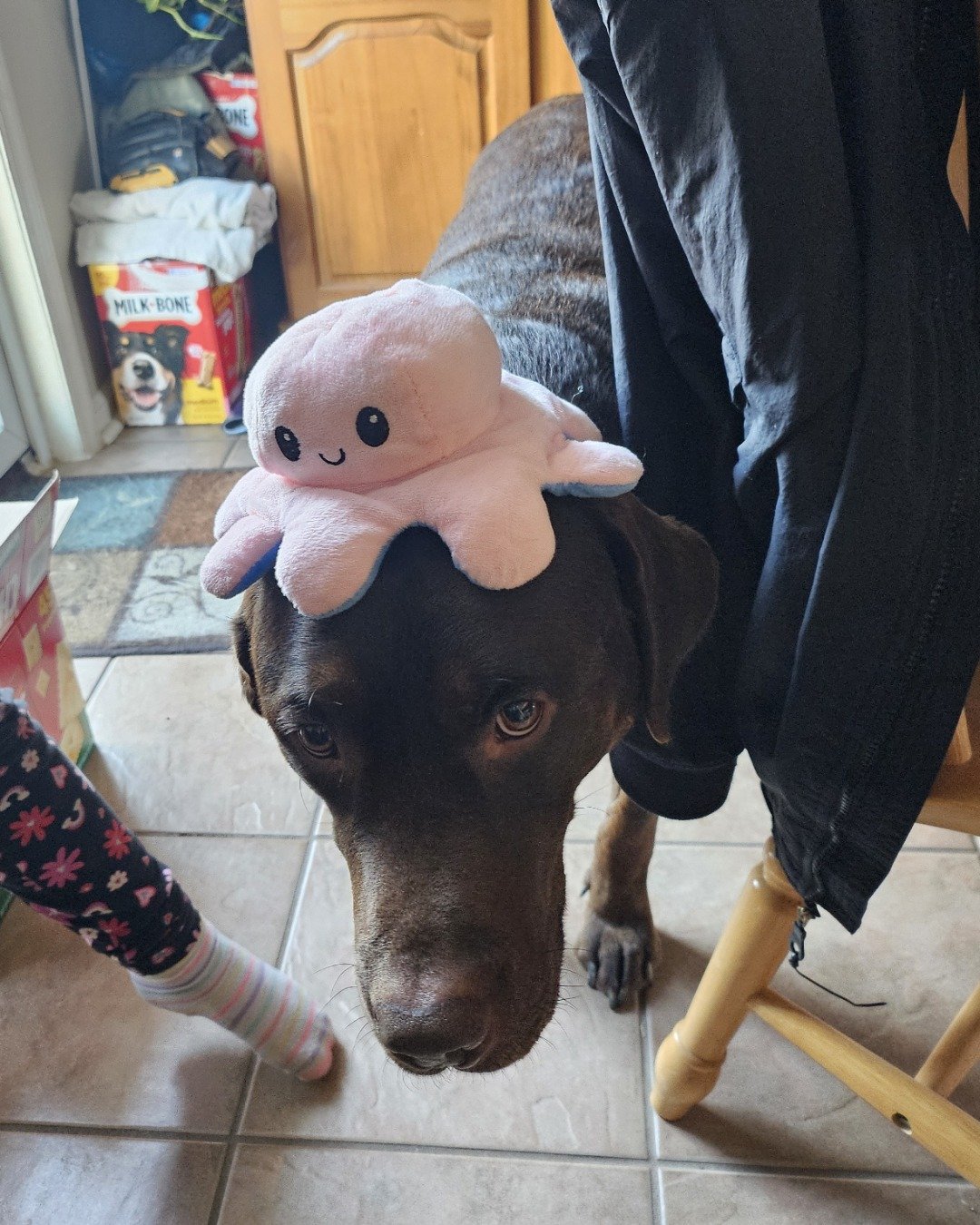 Roscoe the chocolate lab. Clothing, Pants, Dog, Puppy, Hosiery, Sock