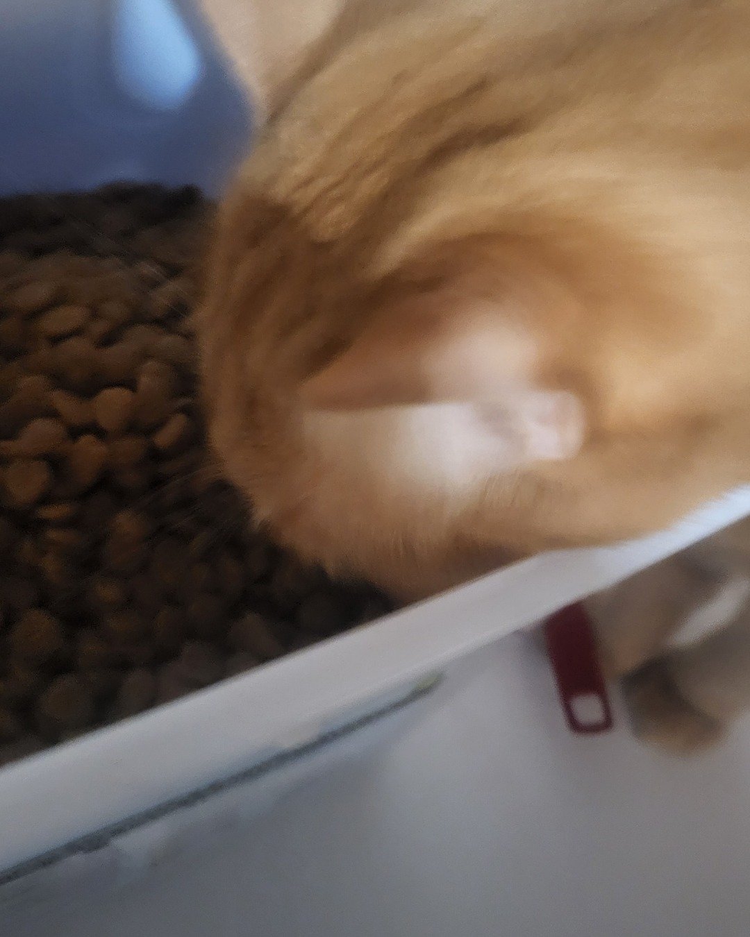 Rosie the American Shorthair. Cat