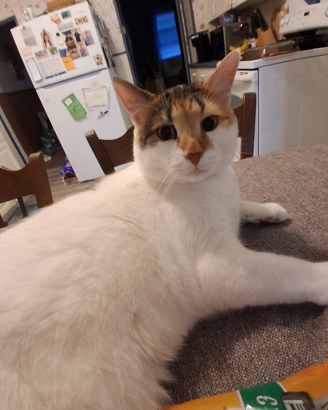 Callie the Calico maincoon. Cat, Person, Chair, Furniture, Device, Table