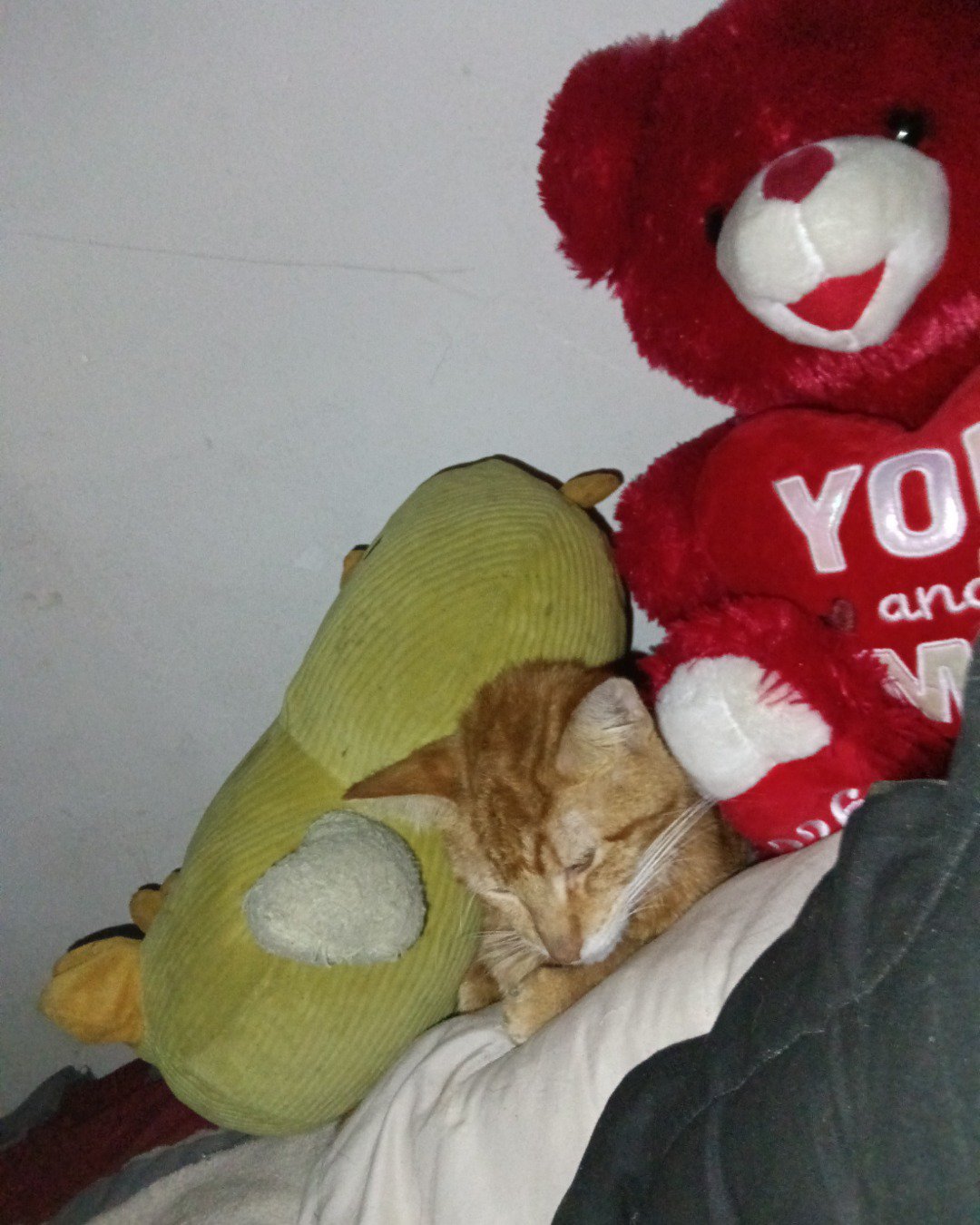 Pumpkin. Couch, Furniture, Plush, Toy, Teddy Bear, Cat