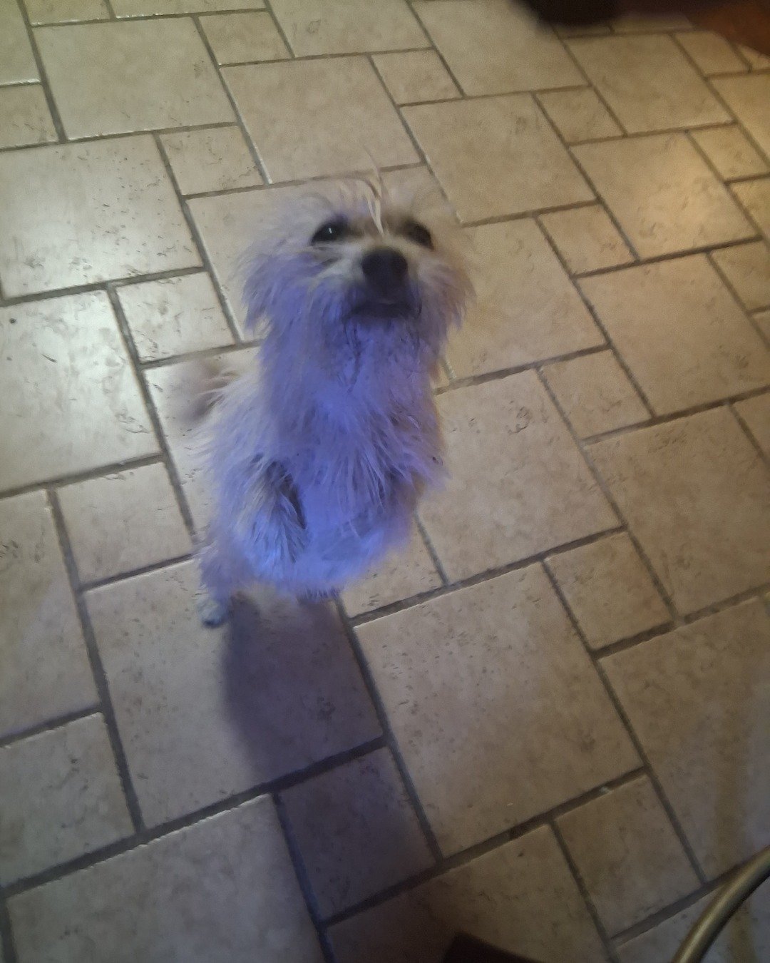 rocky the mut. Floor, Flooring, Dog, Puppy