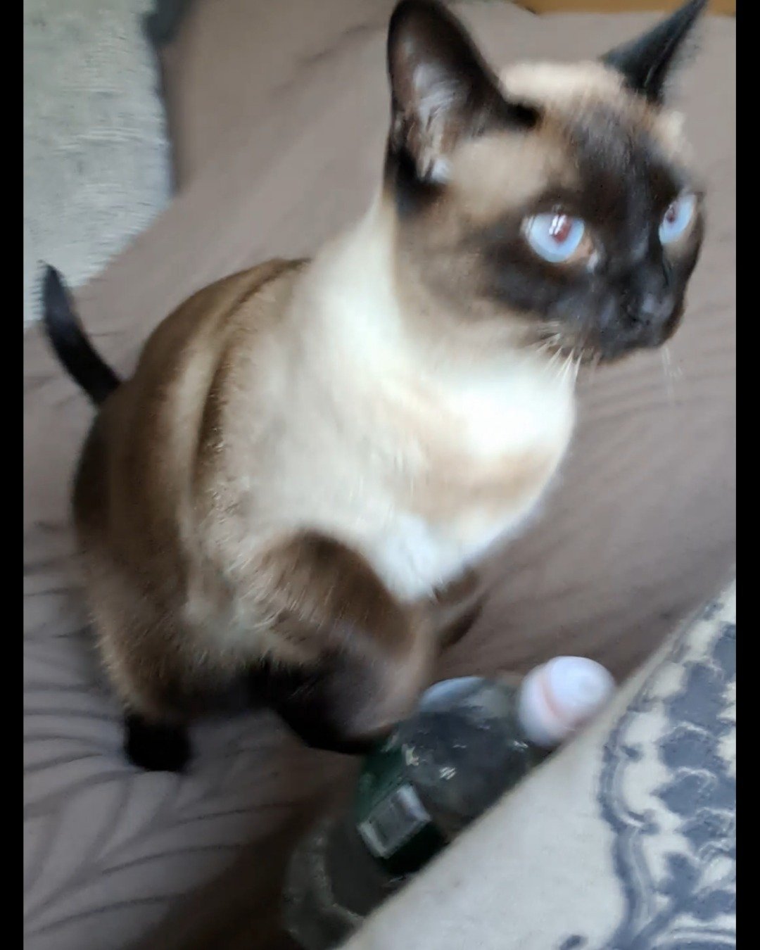 Luna🌙💫 (twin of Stella) the Siamese. Cat, Siamese