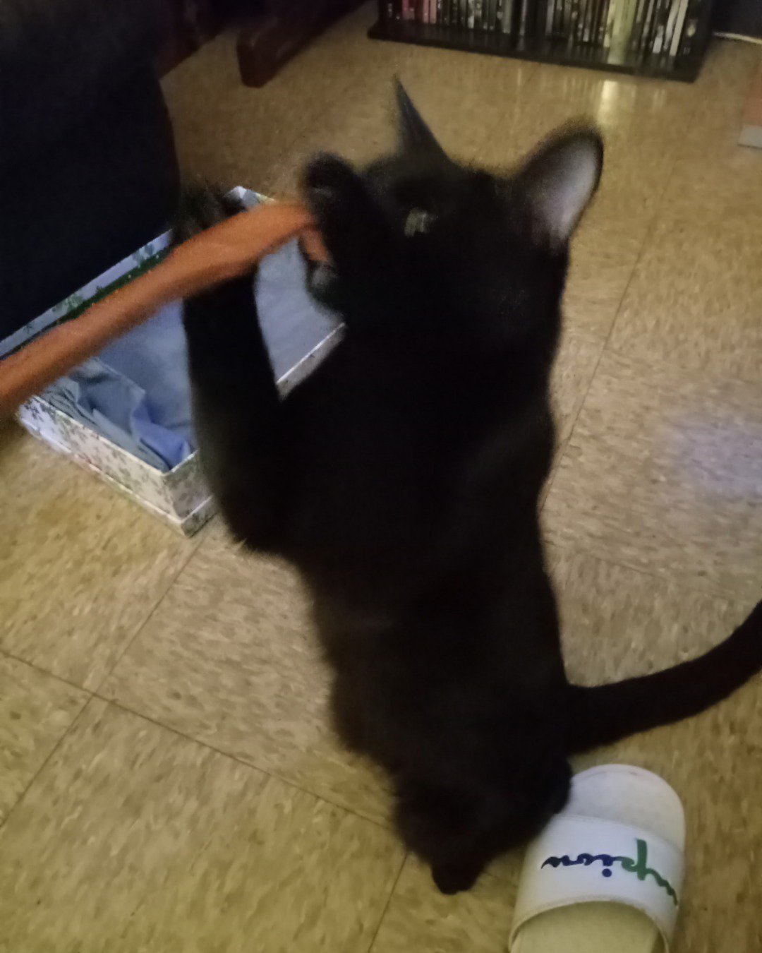 Danny. Cat, Black Cat, Floor, Tape