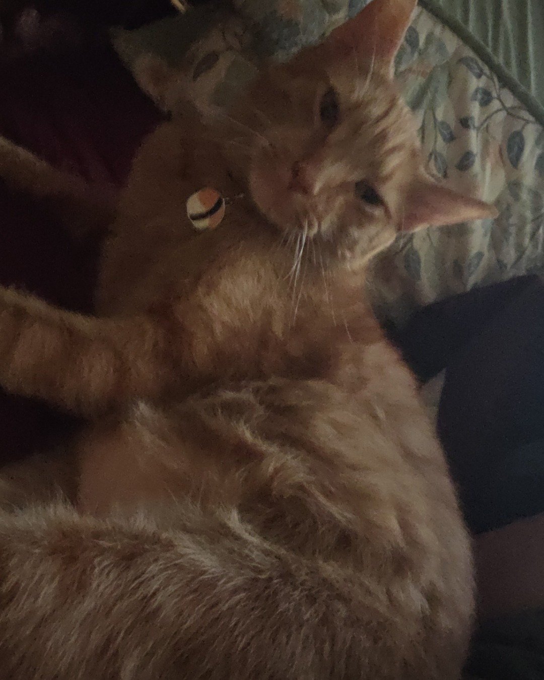 Cheese the tabby. Couch, Furniture, Cat, Kitten, Cushion, Home Decor