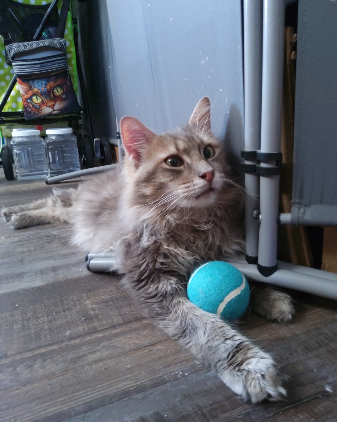 Logan the Long Haired Tabby. Ball, Sport, Tennis, Tennis Ball, Wood, Plant