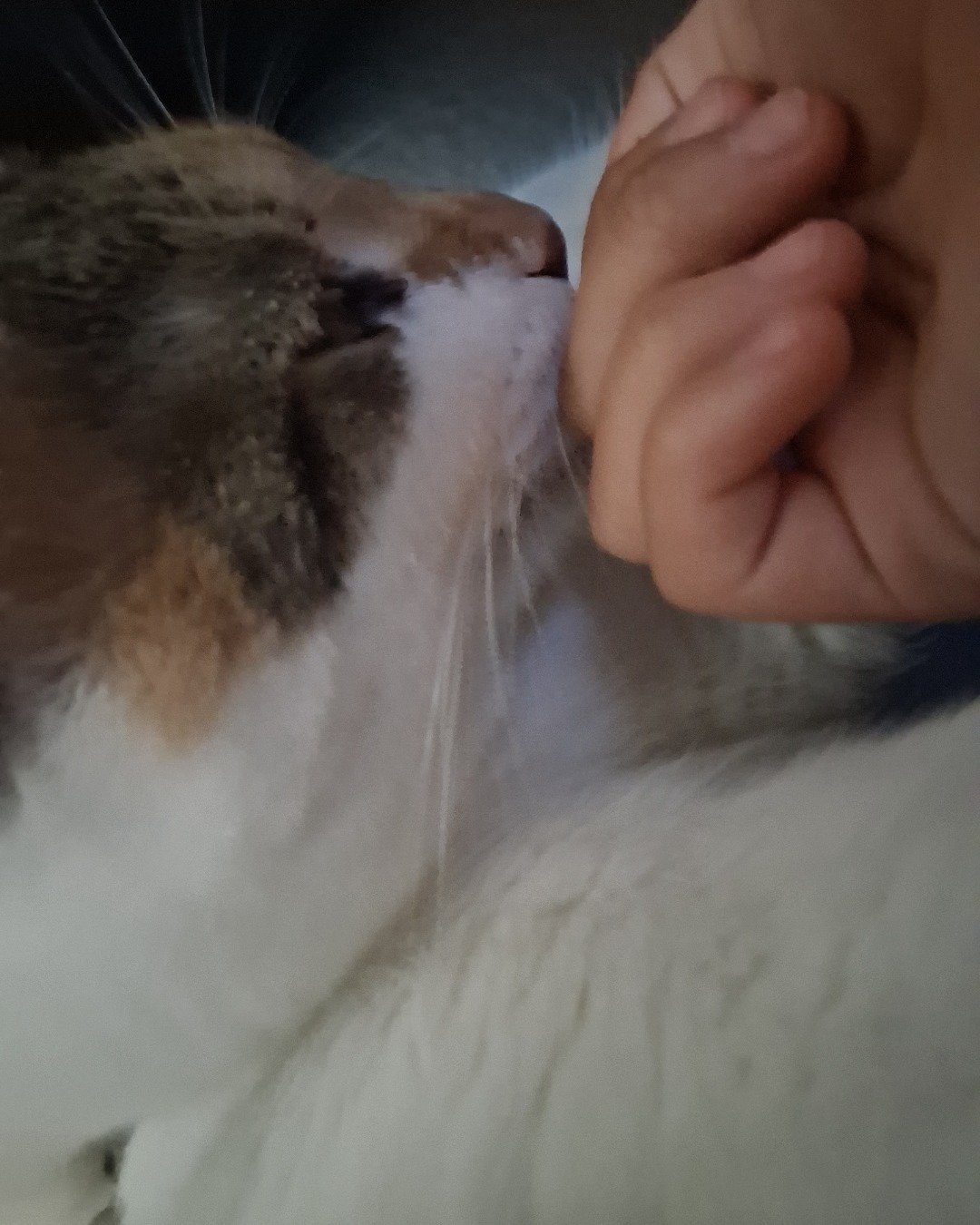Callie the Calico maincoon. Body Part, Finger, Hand, Person, Cat, Kitten