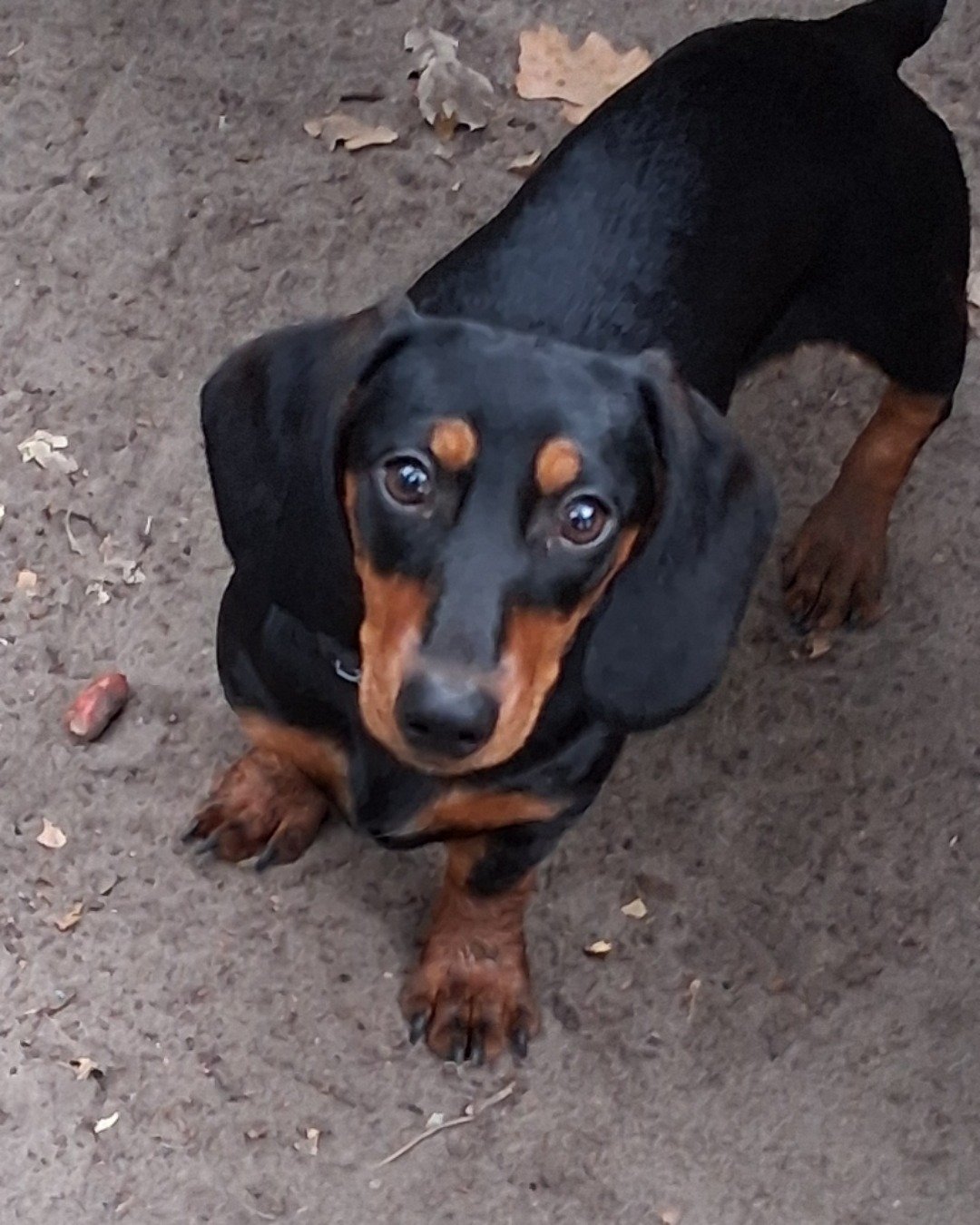 maximus the dachshund. Snout, Dog, Hound, Puppy