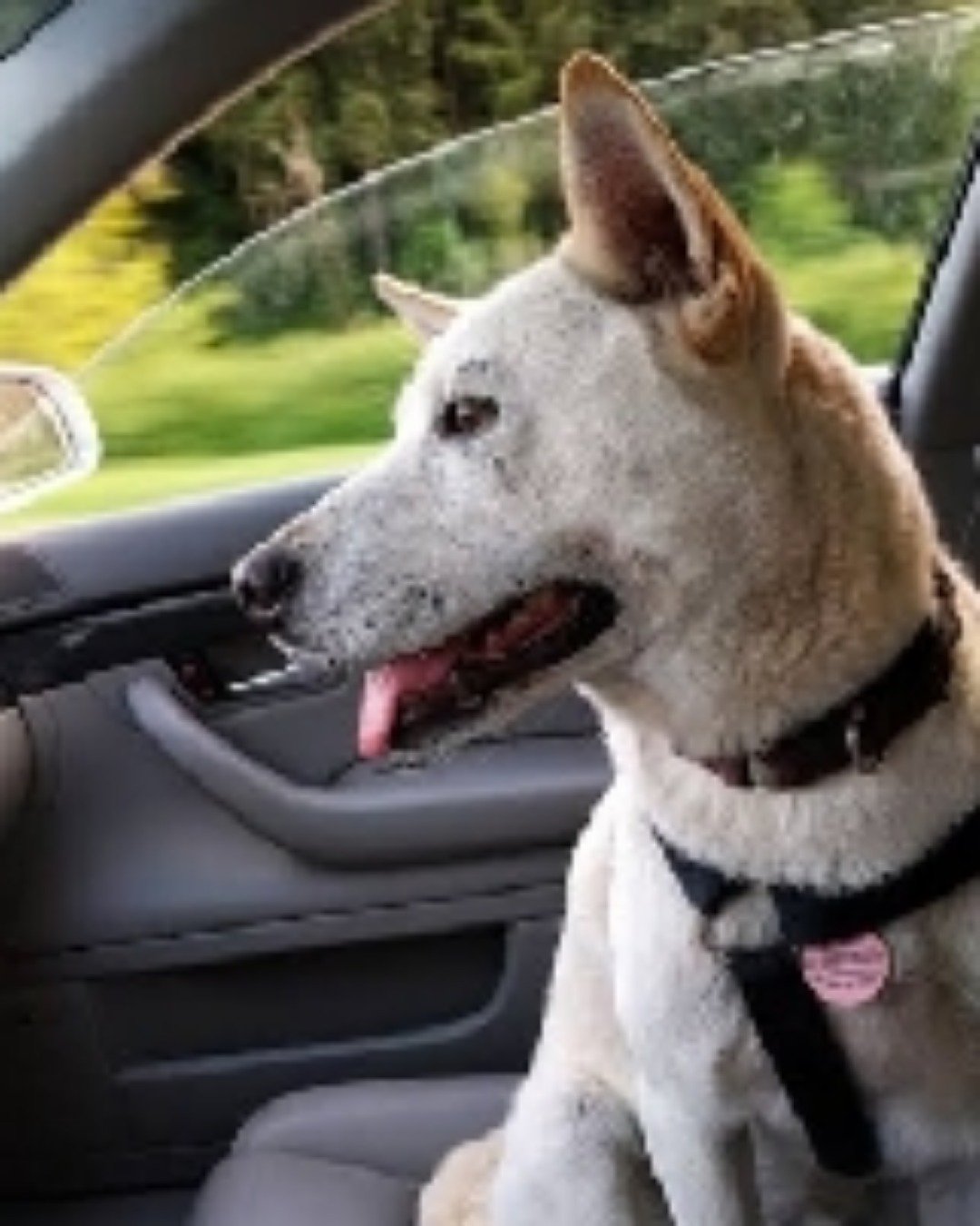 shelter Dogs. Dog, Husky