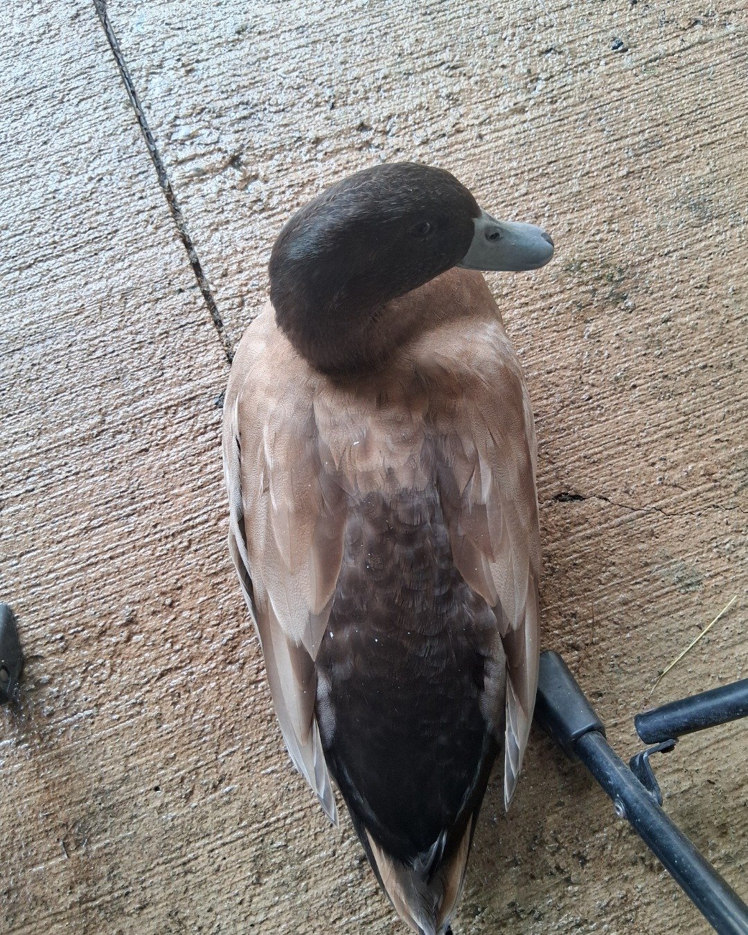 pepper. Beak, Bird, Duck, Waterfowl, Mallard