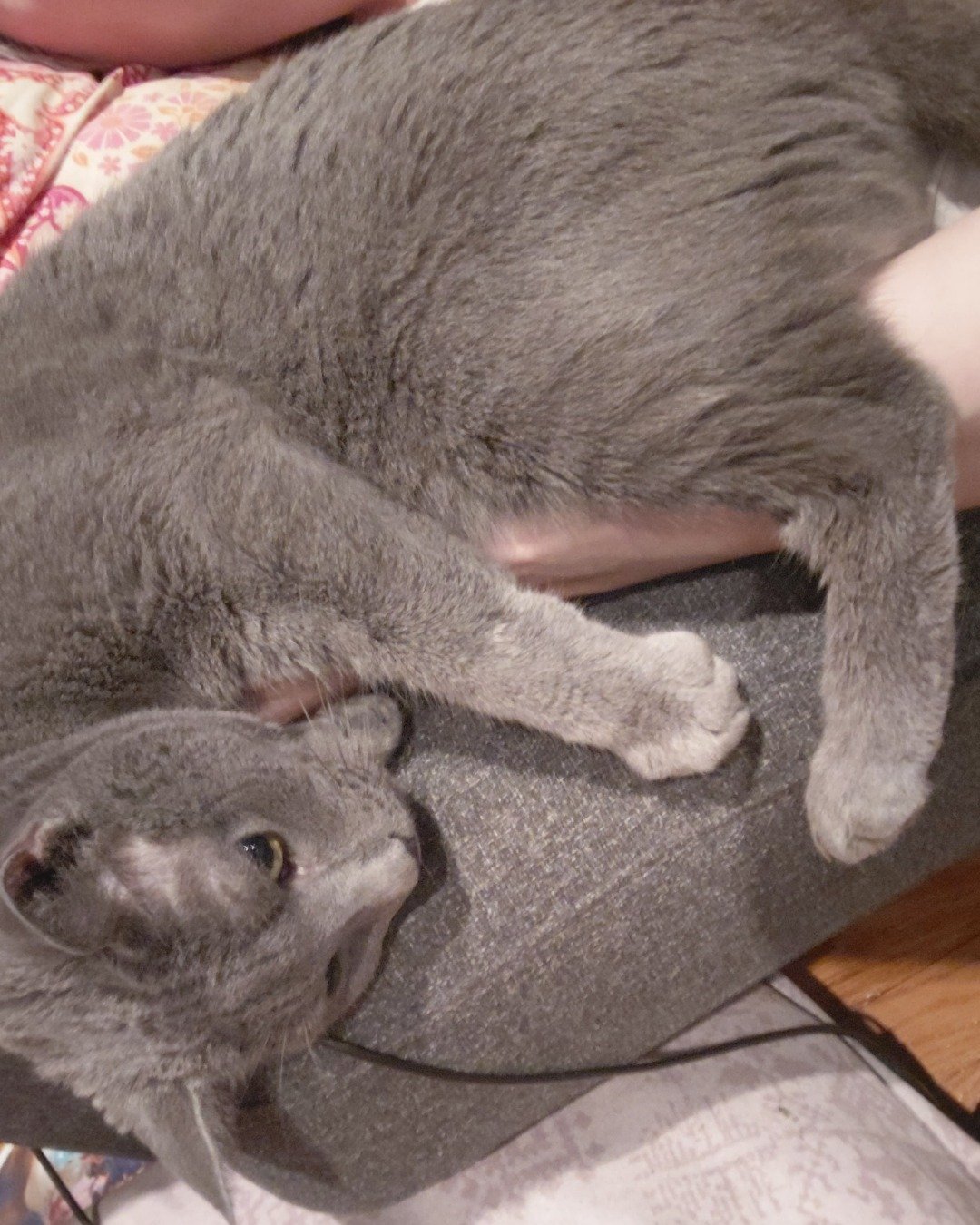 Theseus the Grey. Couch, Furniture, Abyssinian, Cat, Rat, Rodent