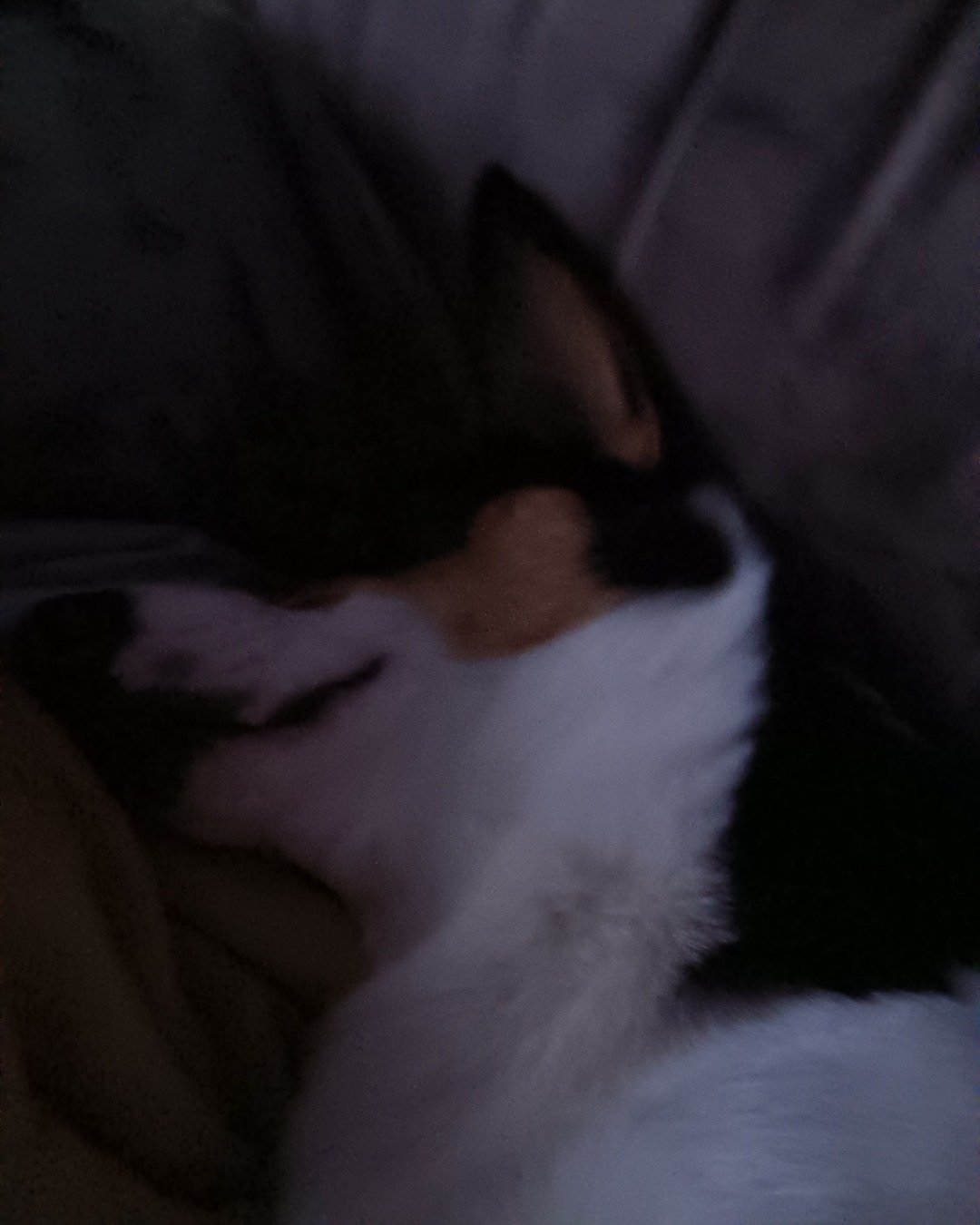 hazel the Paran Brook Corgi. Person, Sleeping, Couch, Furniture, Dog, Puppy