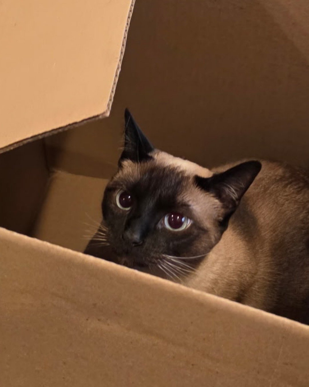 Luna🌙💫 (twin of Stella) the Siamese. Cat, Box