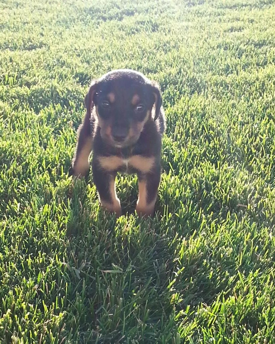 Dunn the Doberman Pinscher/Australian Shepherd. Dog, Puppy, Grass, Plant, Hound, Lawn
