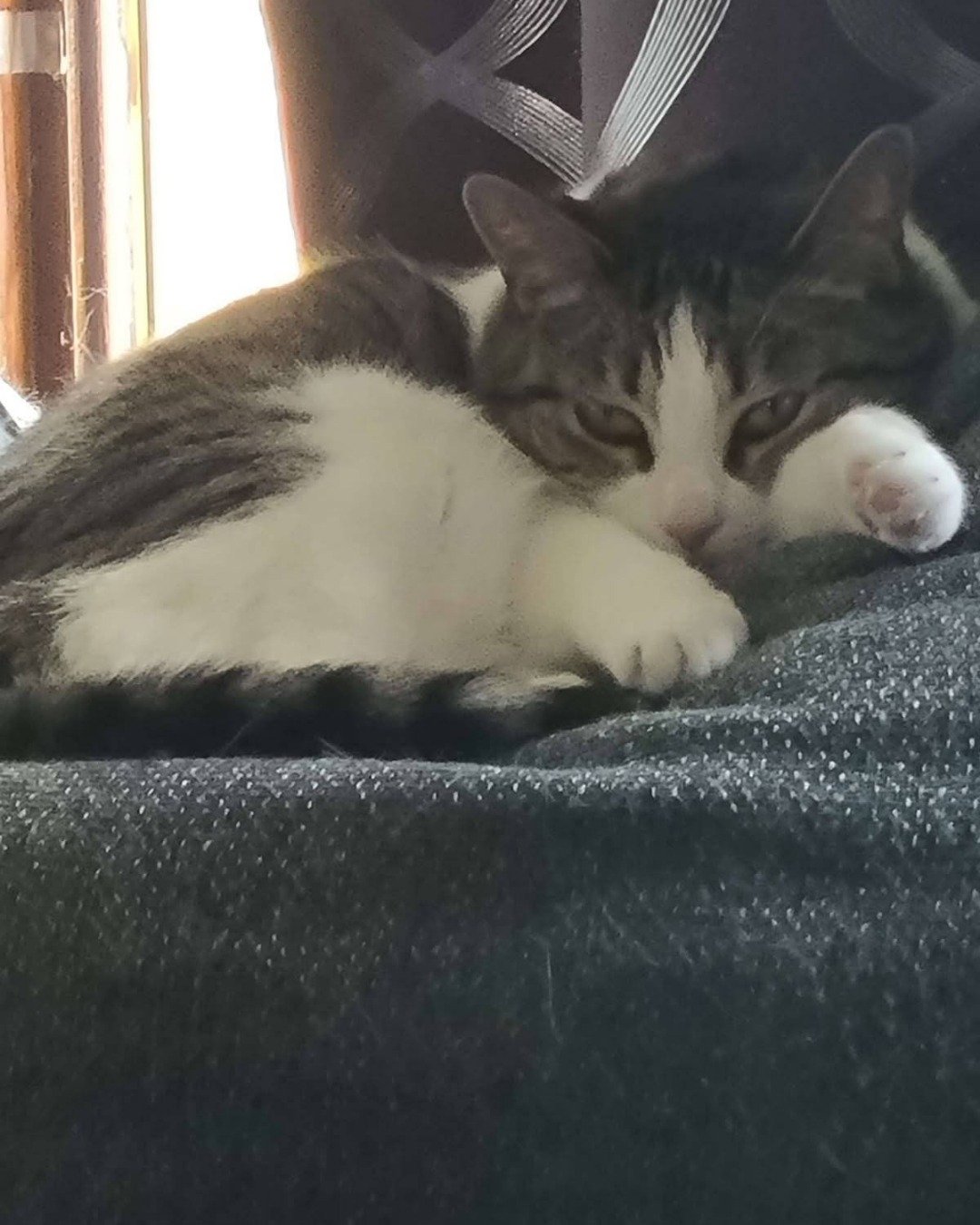 Miss Bit the brown tabby. Cat, Kitten, Person, Sleeping, Couch, Furniture