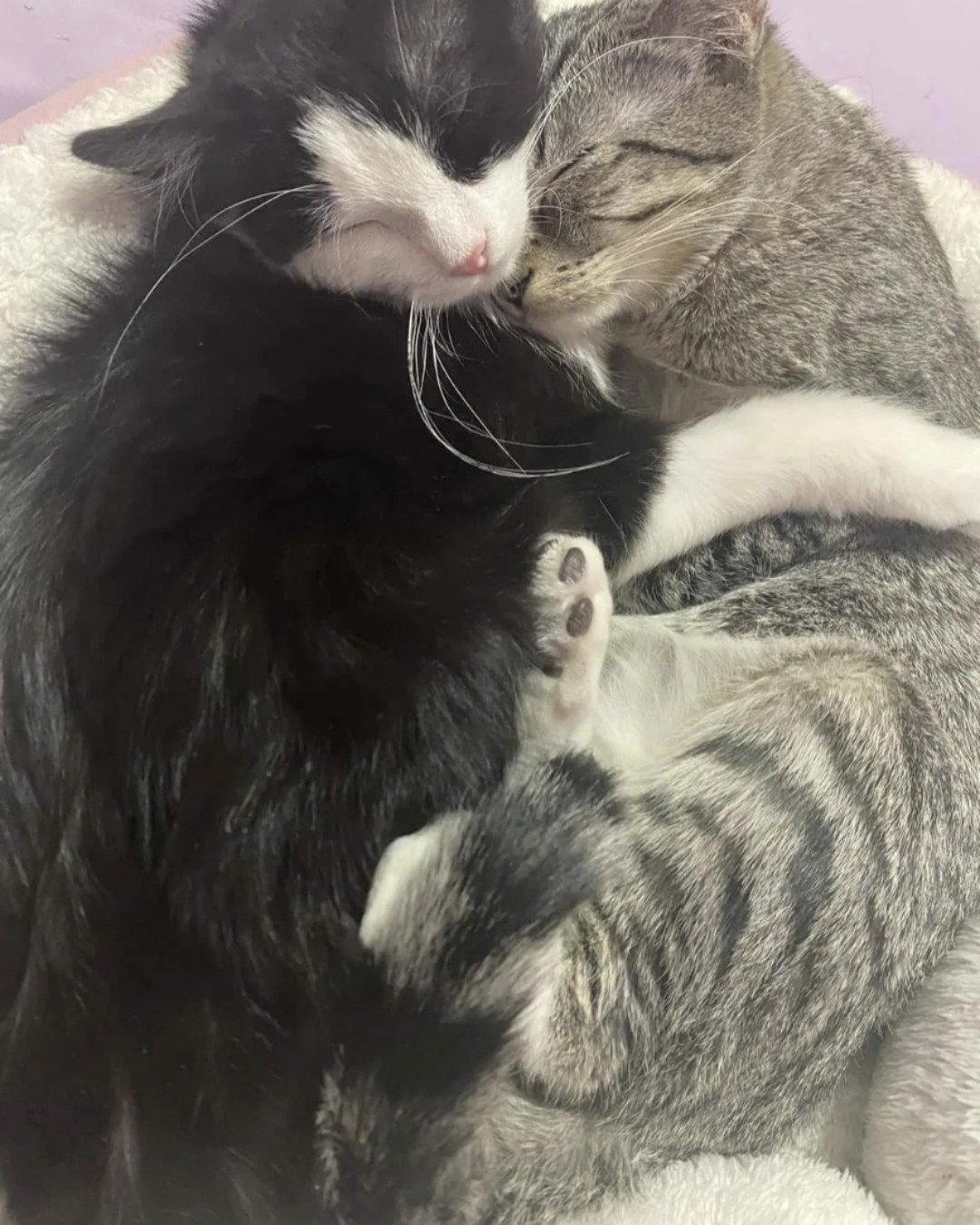 Pixi and Peewee. Cat, Kitten, Person, Sleeping