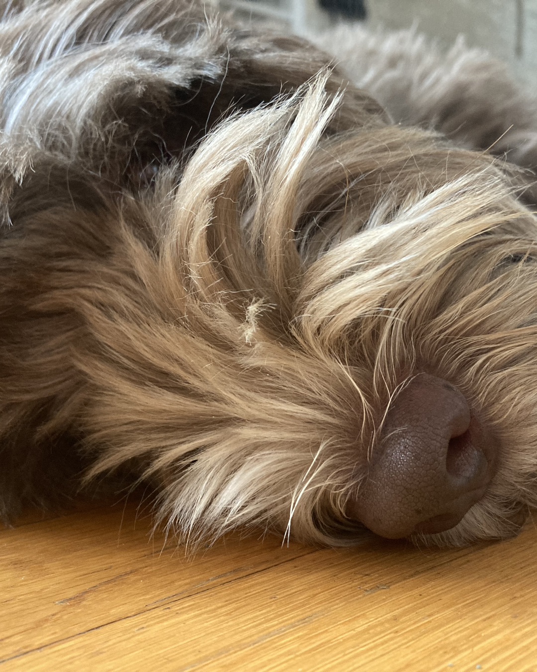 Poppy. Dog, Puppy, Person, Sleeping, Wood, Terrier
