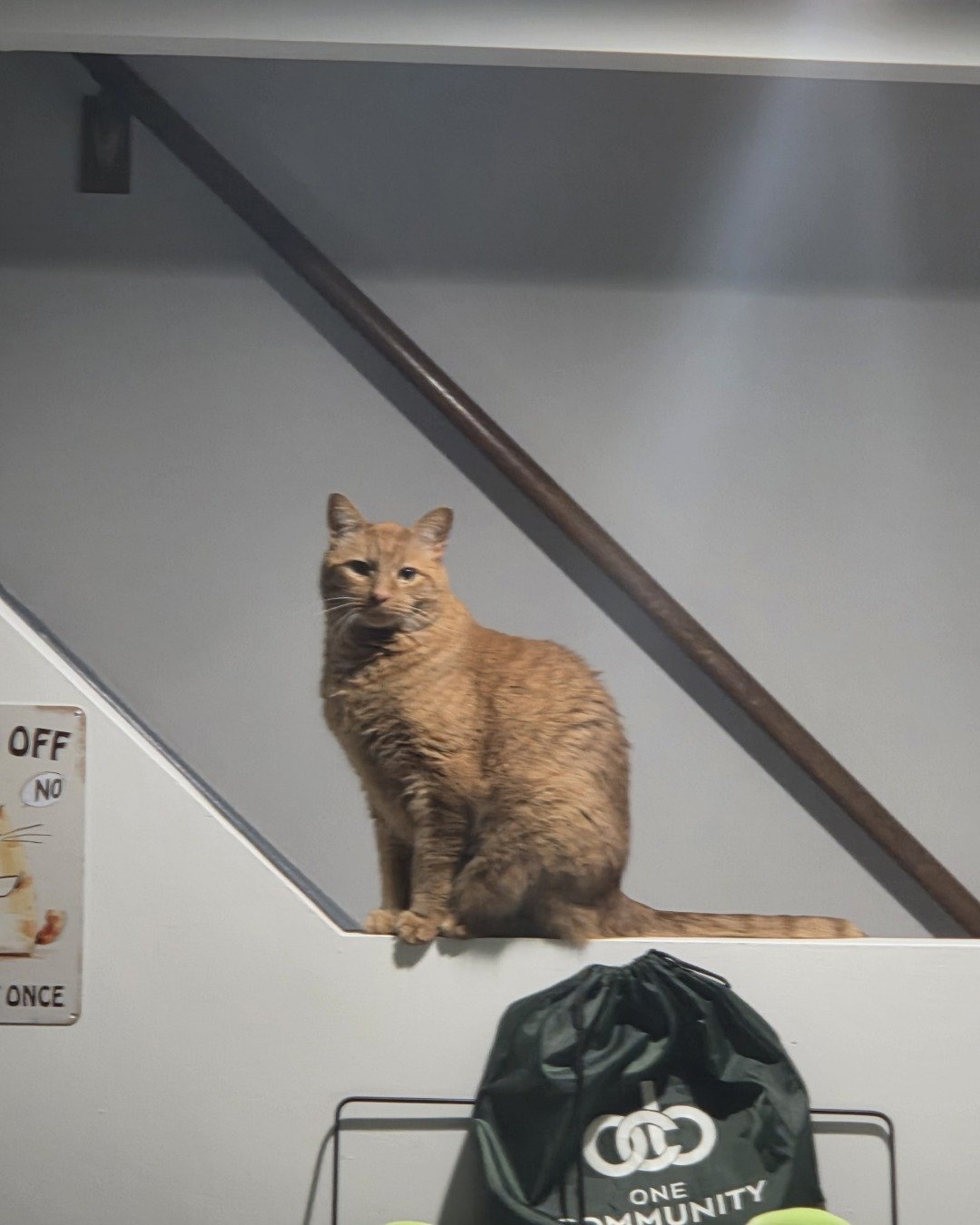 cheeto the orange cat idk. Abyssinian, Cat, Bag