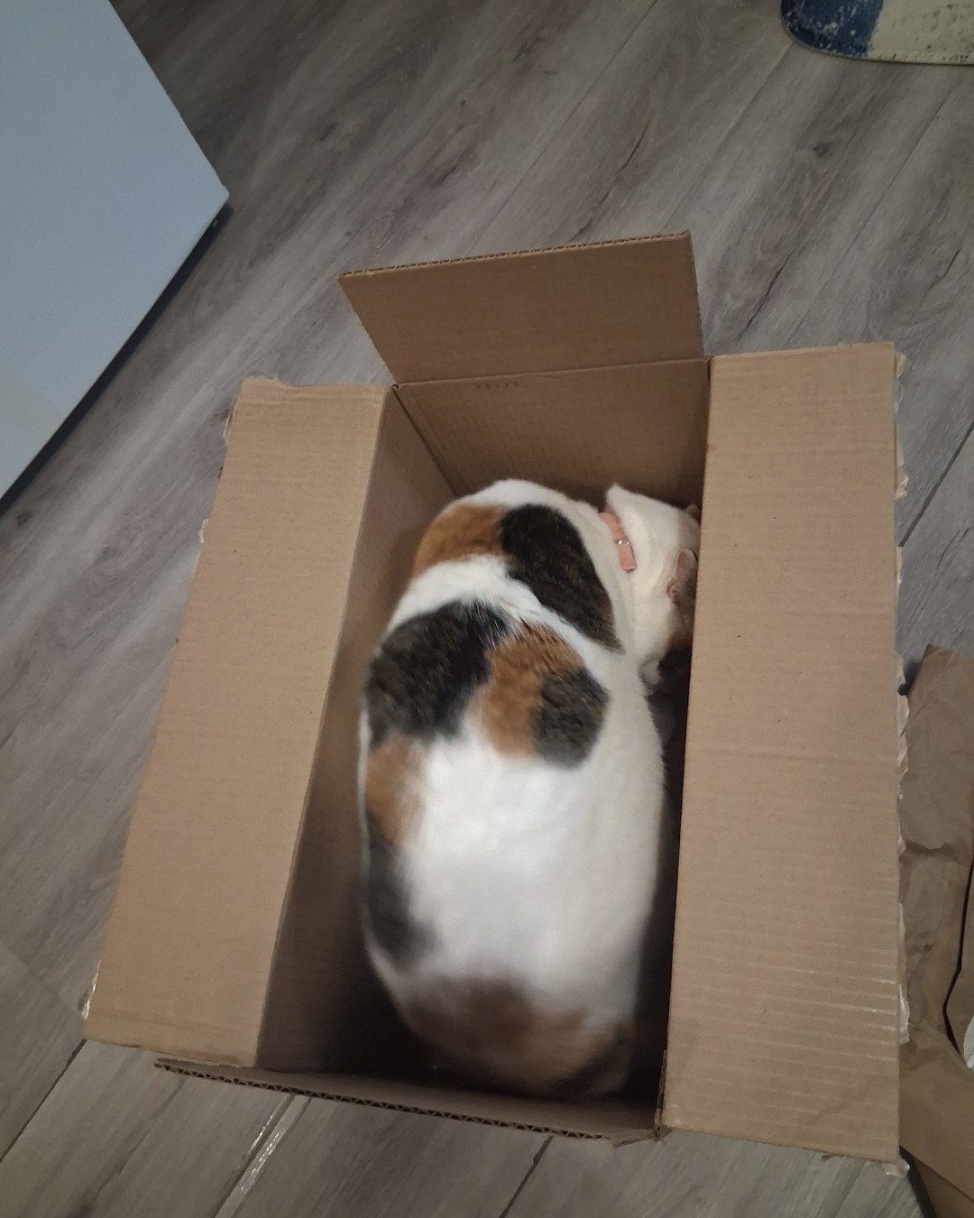 Callie the Calico maincoon. Box, Cardboard, Carton, Cat