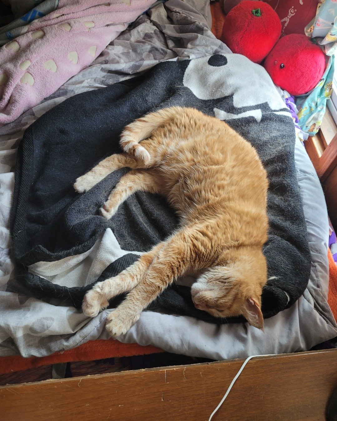 ducky the orange. Person, Sleeping, Furniture, Couch, Cat, Kitten