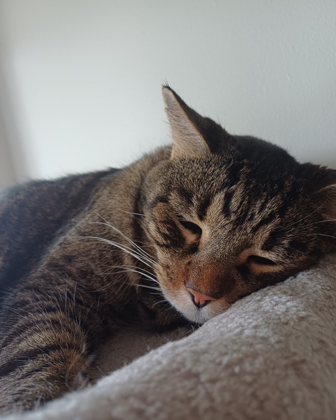 Micho the Tabby. Abyssinian, Cat