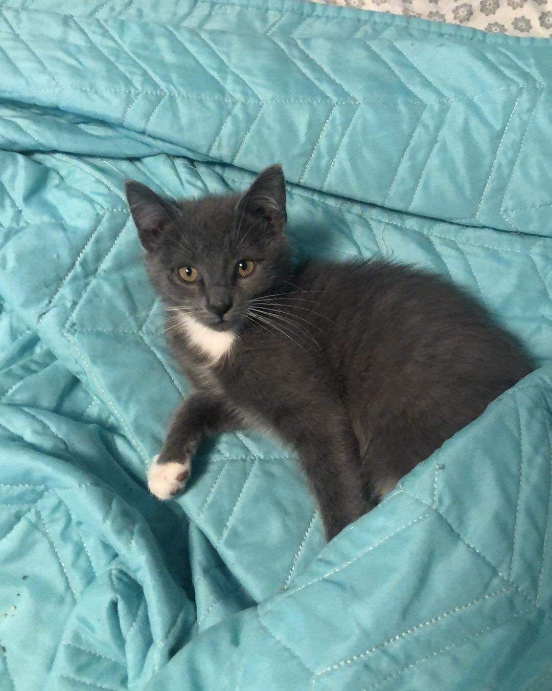 Bo the Chihuahua. Blanket, Cat, Kitten