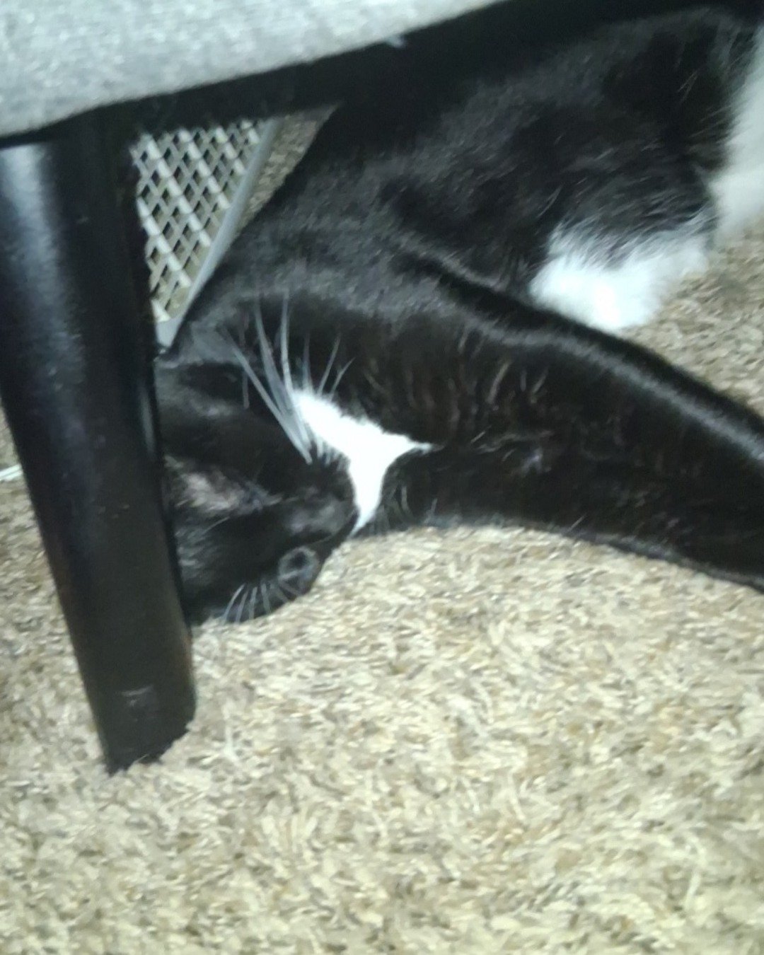 Angel the Tuxedo. Cat, Kitten