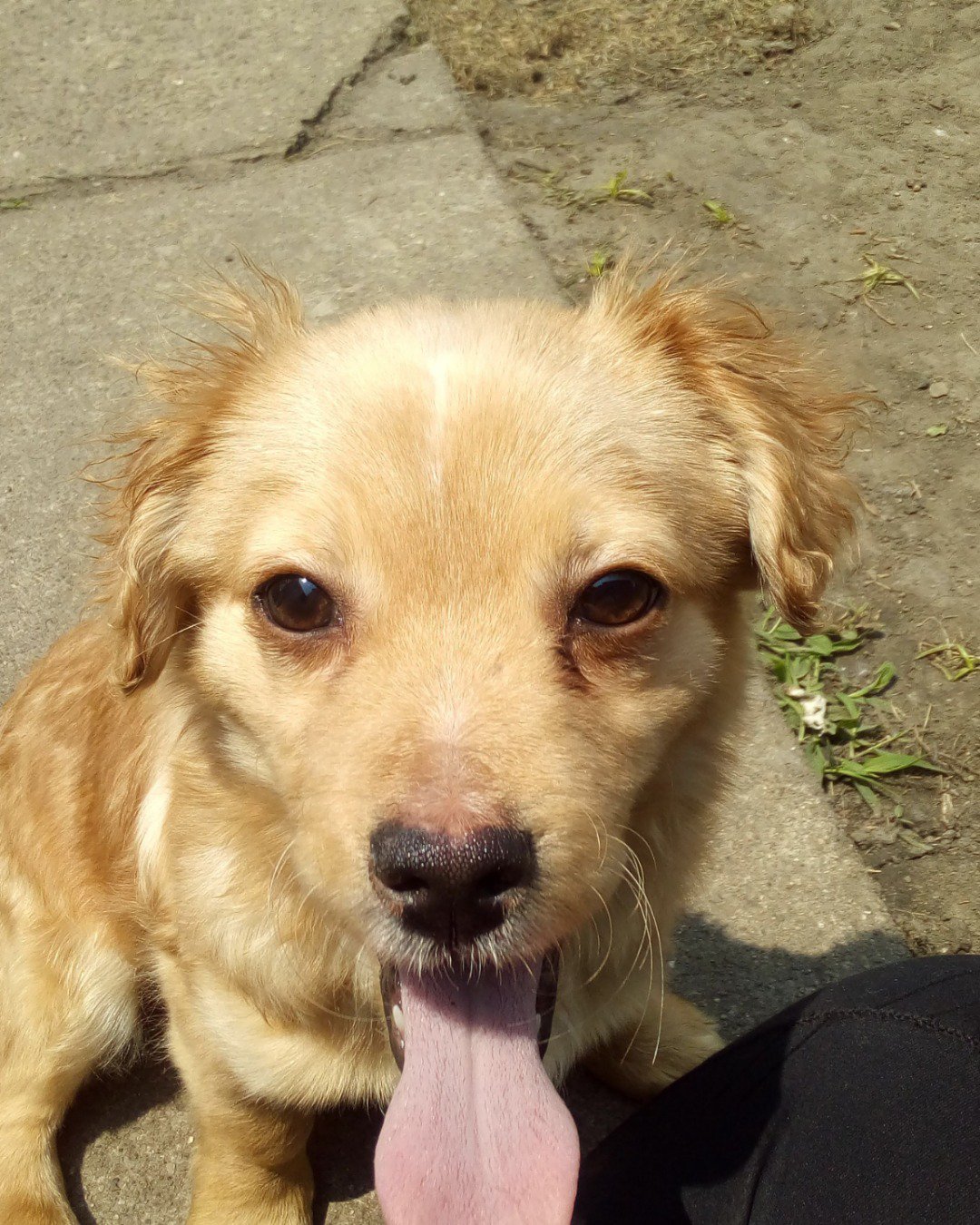 Yuri the PugZu. Dog, Puppy, Golden Retriever