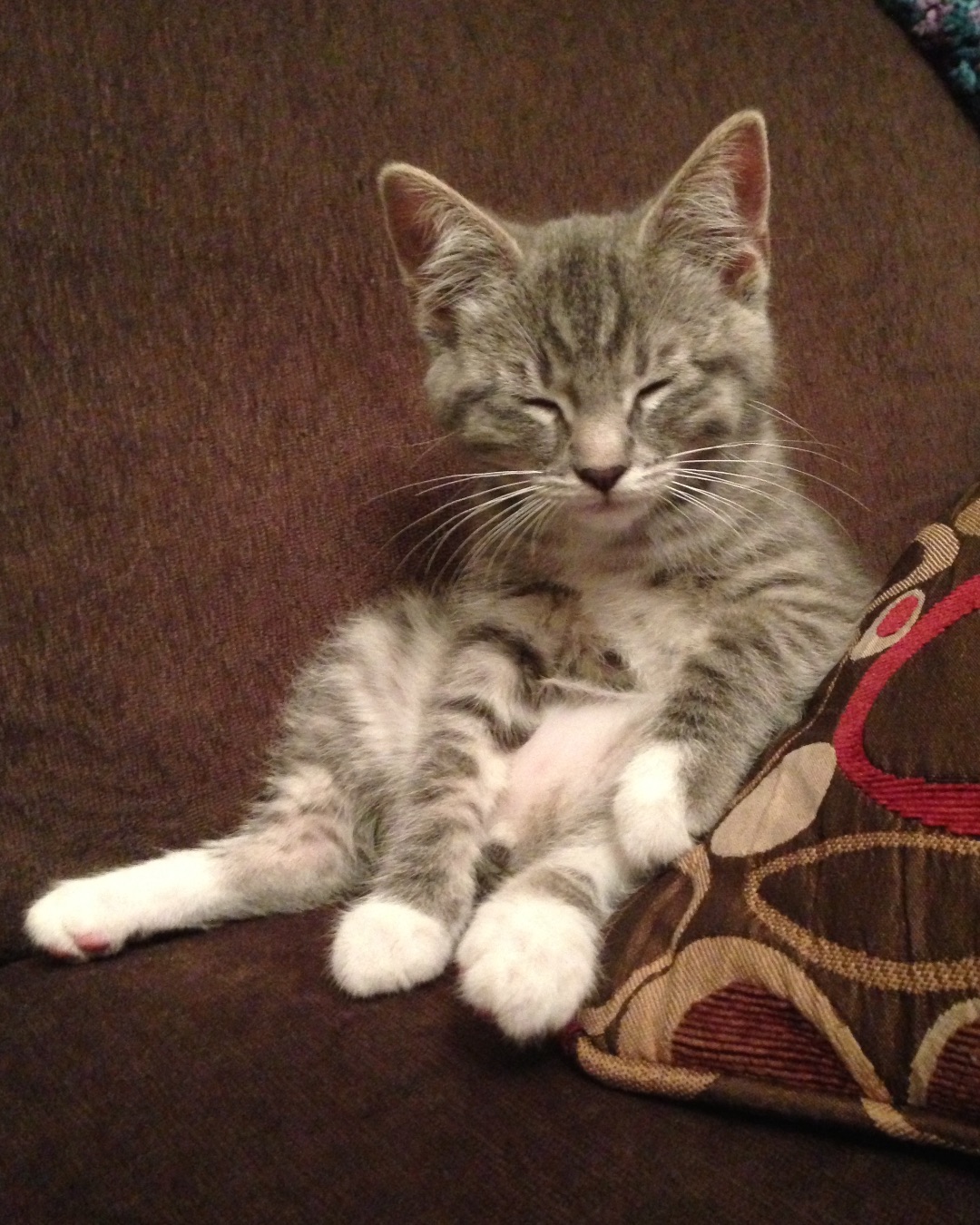 Betty the American Tabby — Cushion, Home Decor, Cat, Kitten, Couch, Furniture
