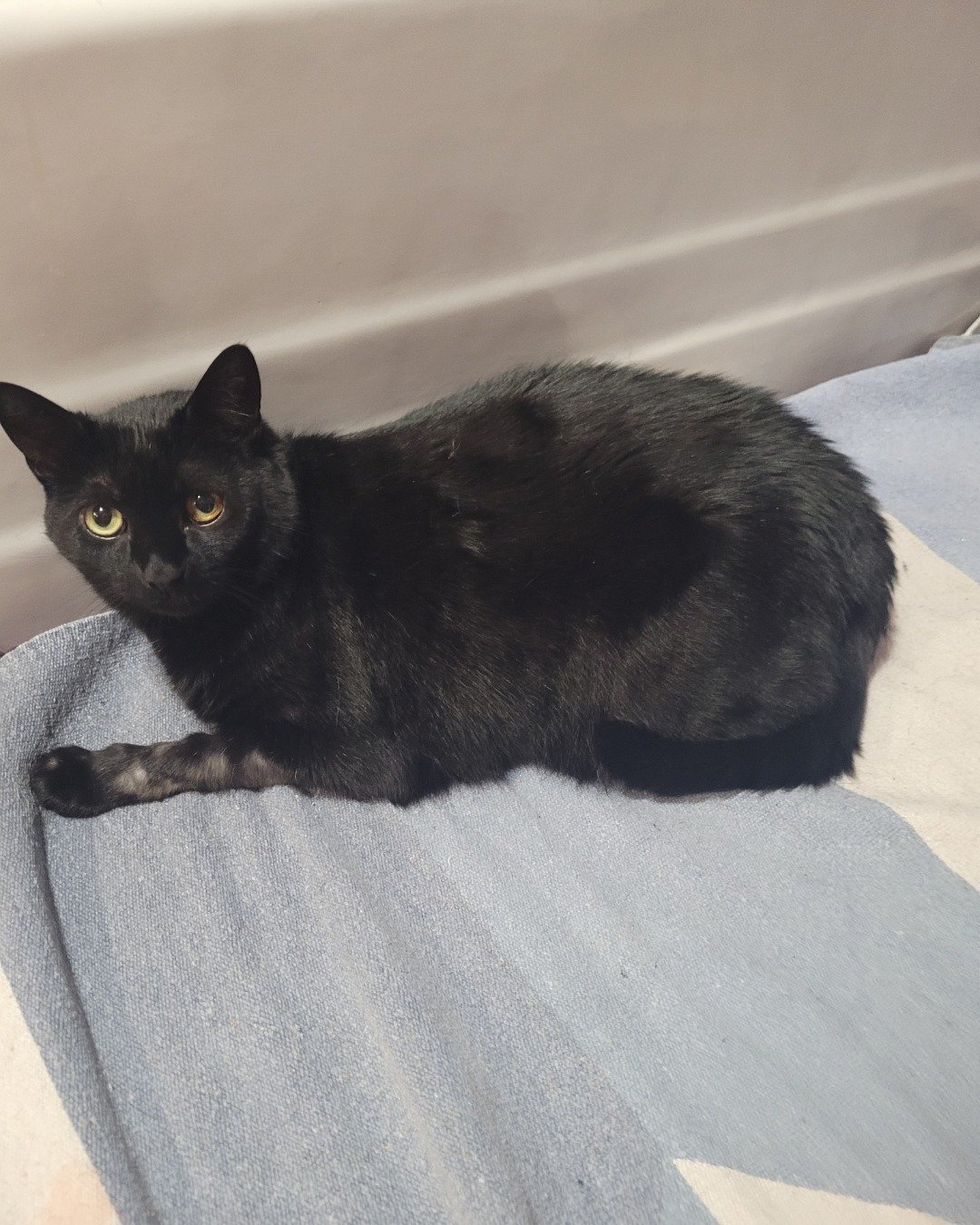 Luna the black cat. Cat, Black Cat