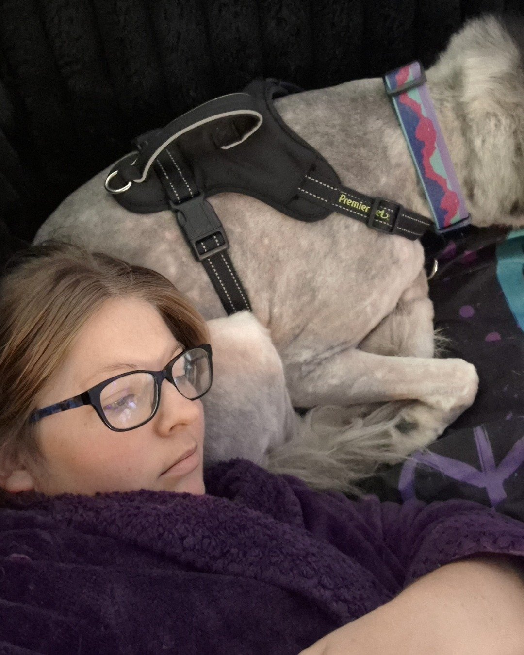 Tasha the Husky/wolf. Accessories, Glasses, Person, Sunglasses, Couch, Furniture