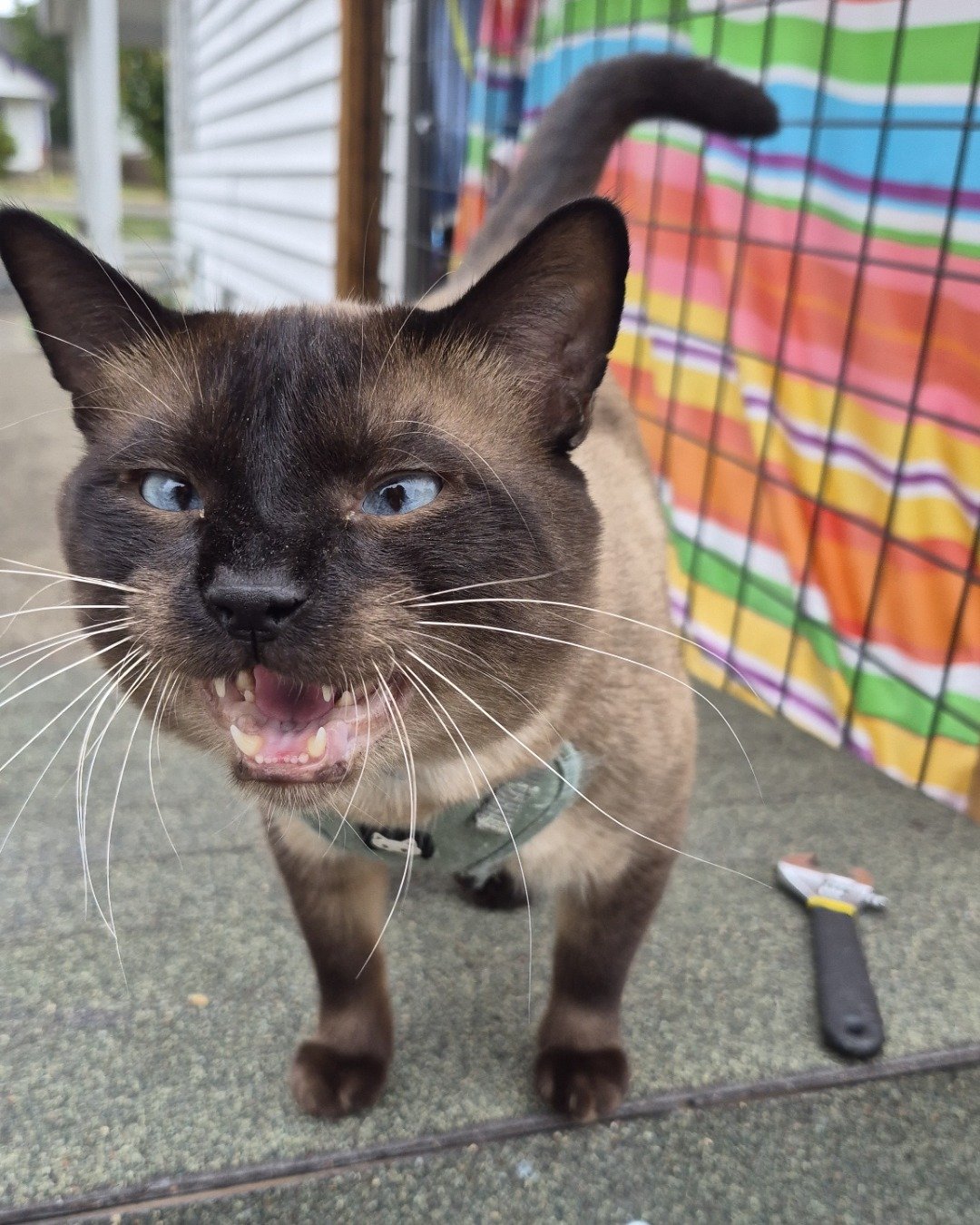 blue the siamese. Cat, Siamese