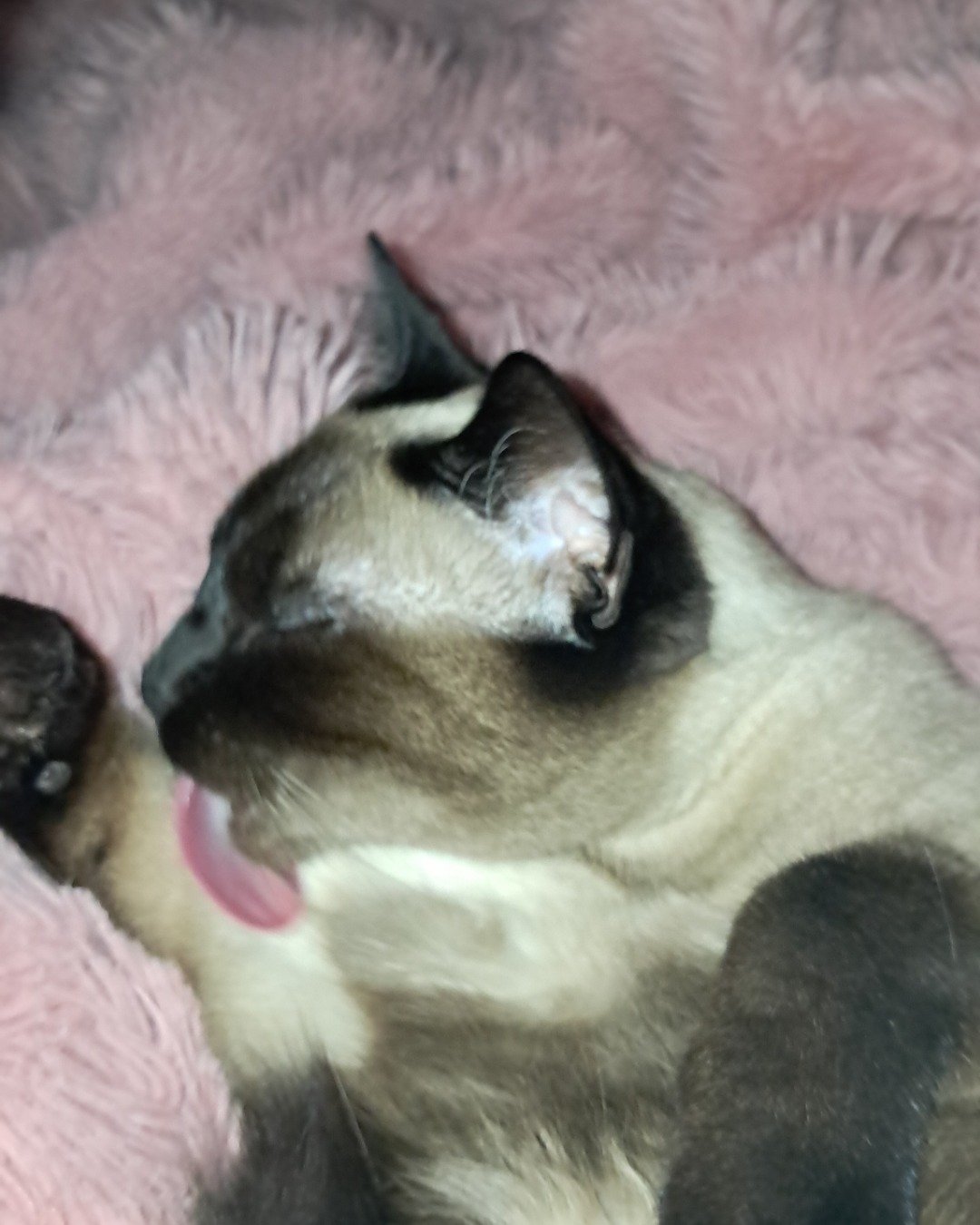 Luna🌙💫 (twin of Stella) the Siamese. Cat, Siamese
