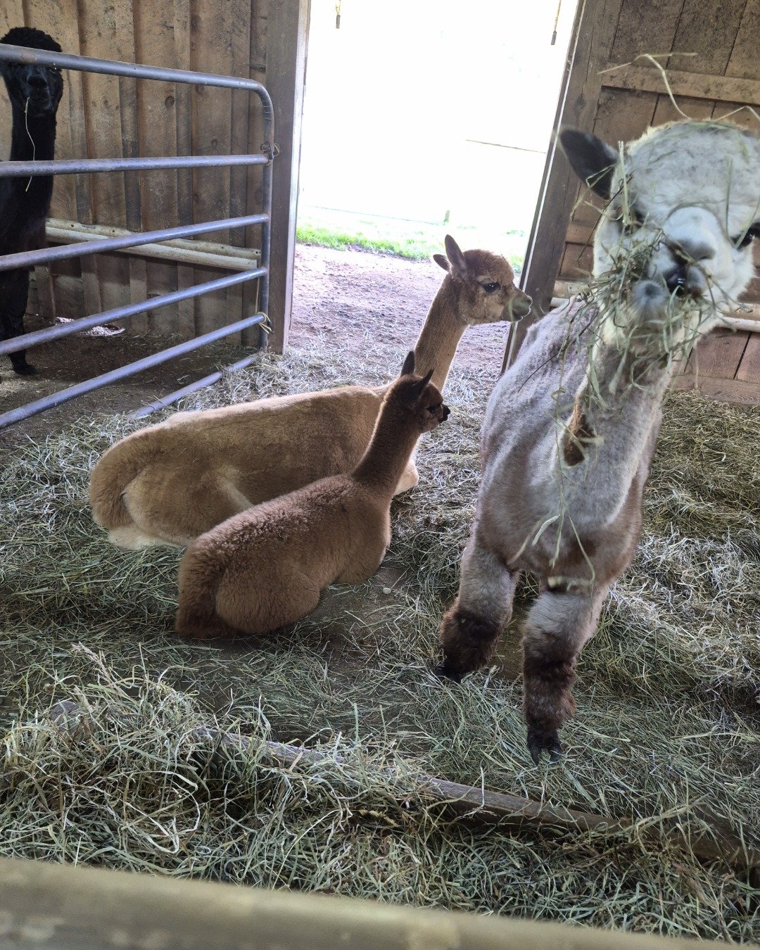 Nora i have multiple animals the German Shepherd.. Kangaroo, Llama, Horse