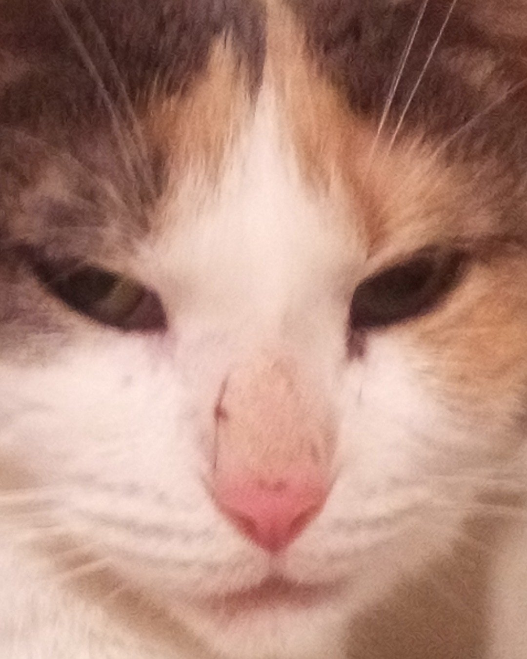 Lilith the short hair tabby cat. Cat, Kitten, Person