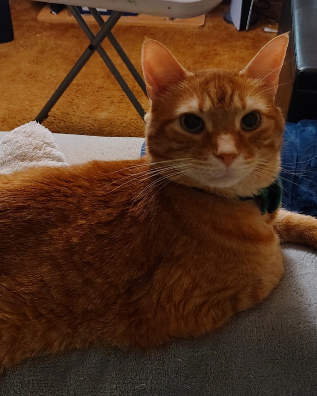 Harry the Ginger. Abyssinian, Cat