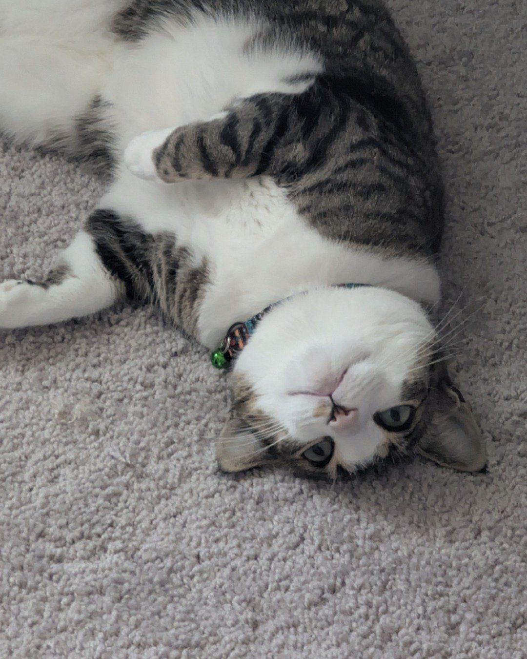 Kima the Piebald Shorthair. Cat, Kitten, Accessories, Manx, Person, Sleeping