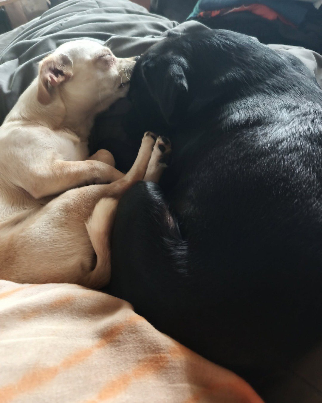 aveil and Neriah the pugzu. Person, Sleeping, Dog, Puppy, Hound