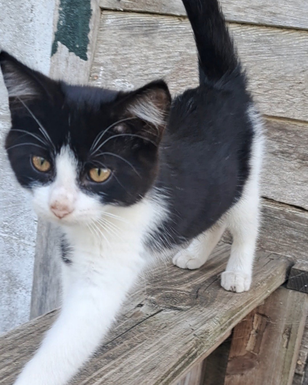 Bramble. Cat, Kitten, Wood, Manx