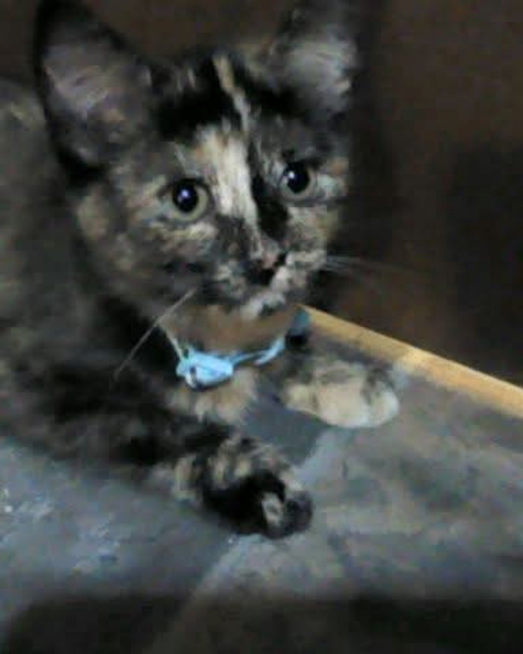 Gizmo. Cat, Kitten, Dog