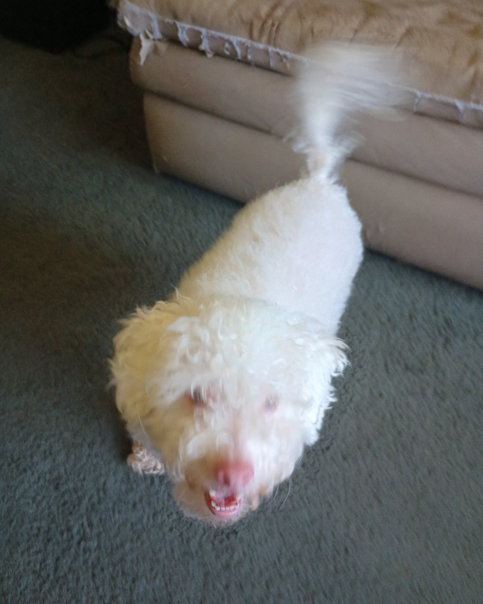 Ollie the Moltese/ miniature poodle. Couch, Furniture, Dog, Puppy, White Dog, Poodle