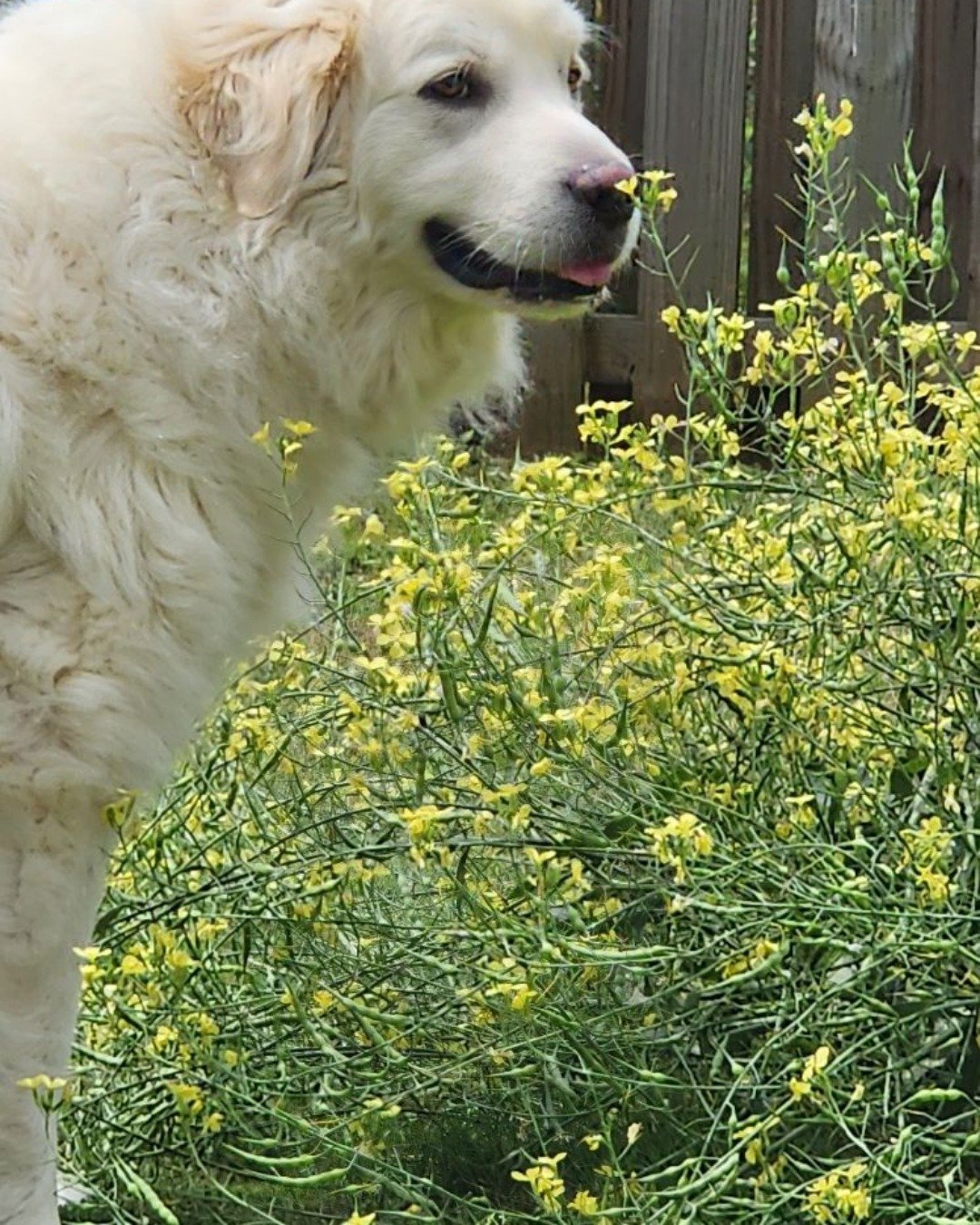 Coco the Great Pyrenees. Plant, Vegetation, Herbal, Herbs, Dog, Golden Retriever